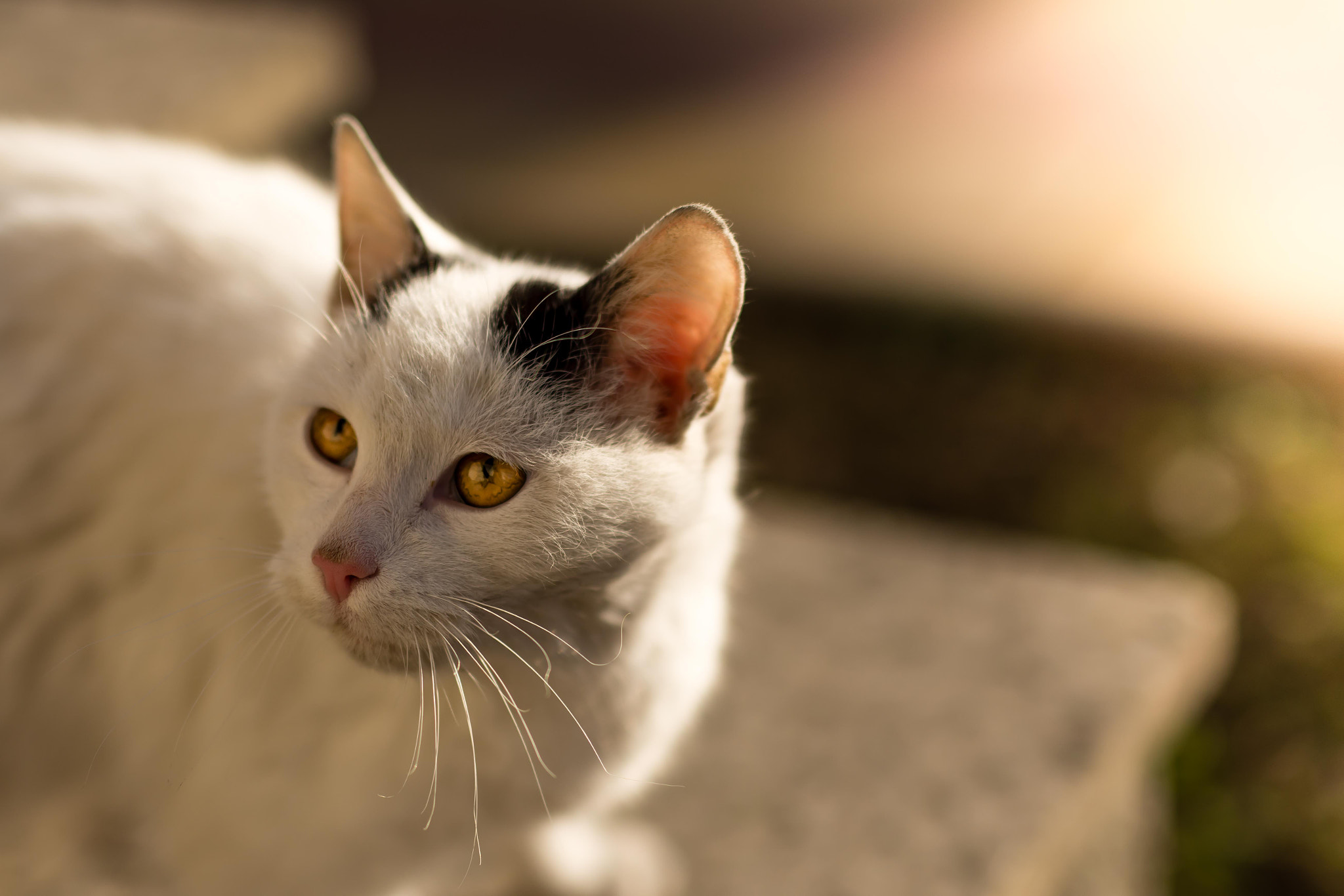 Nikon D7200 + Sigma 50mm F1.4 DG HSM Art sample photo. Cat look photography