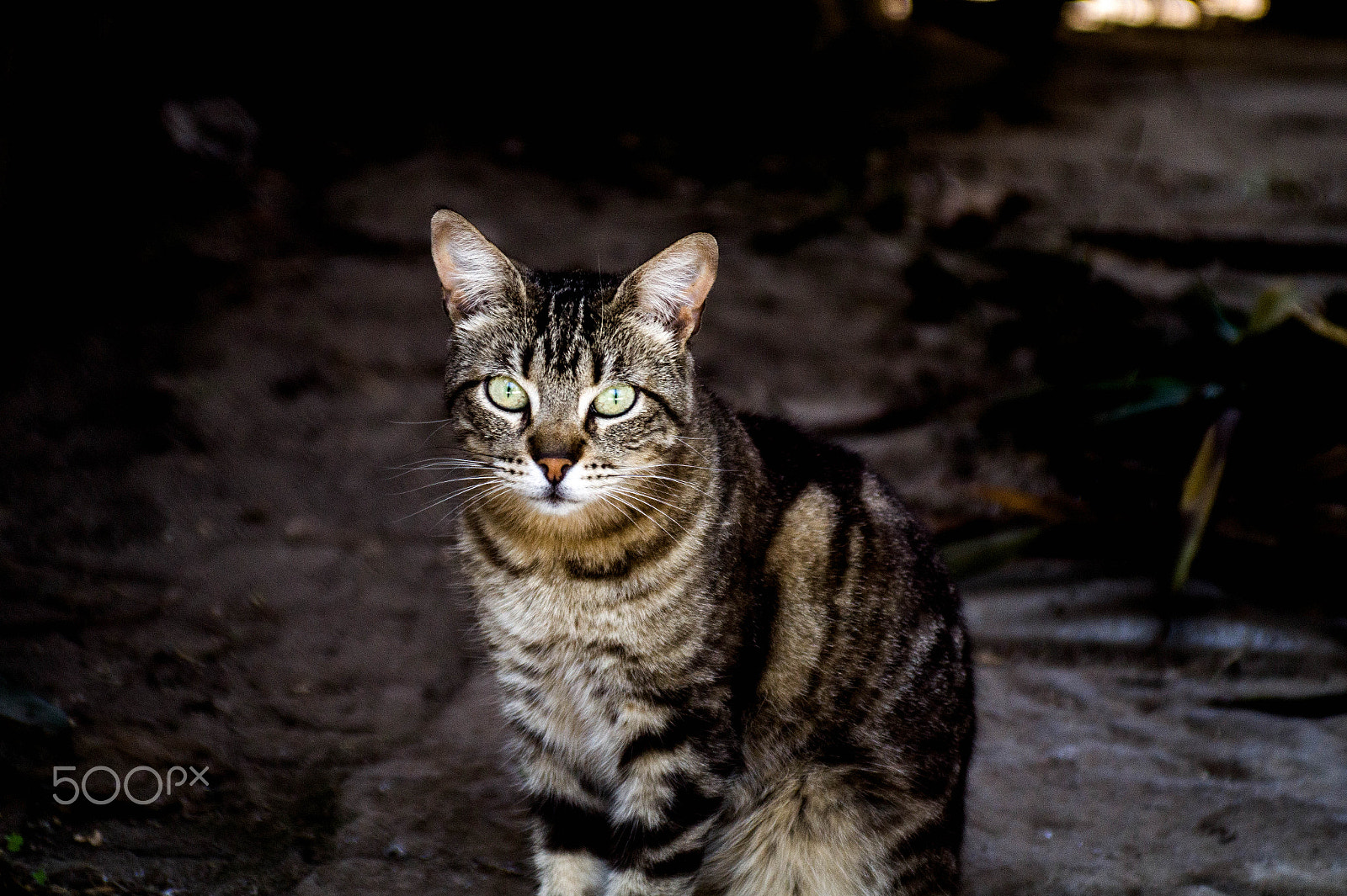 Minolta AF 28-85mm F3.5-4.5 New sample photo. Friday, im in love photography