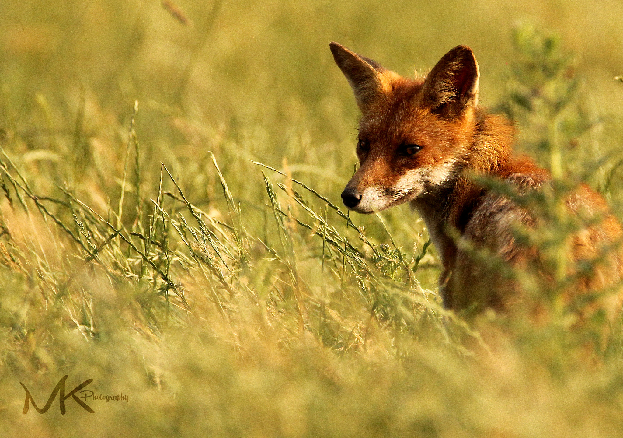 Sigma 150-600mm F5-6.3 DG OS HSM | C sample photo. Fuuss buchen photography
