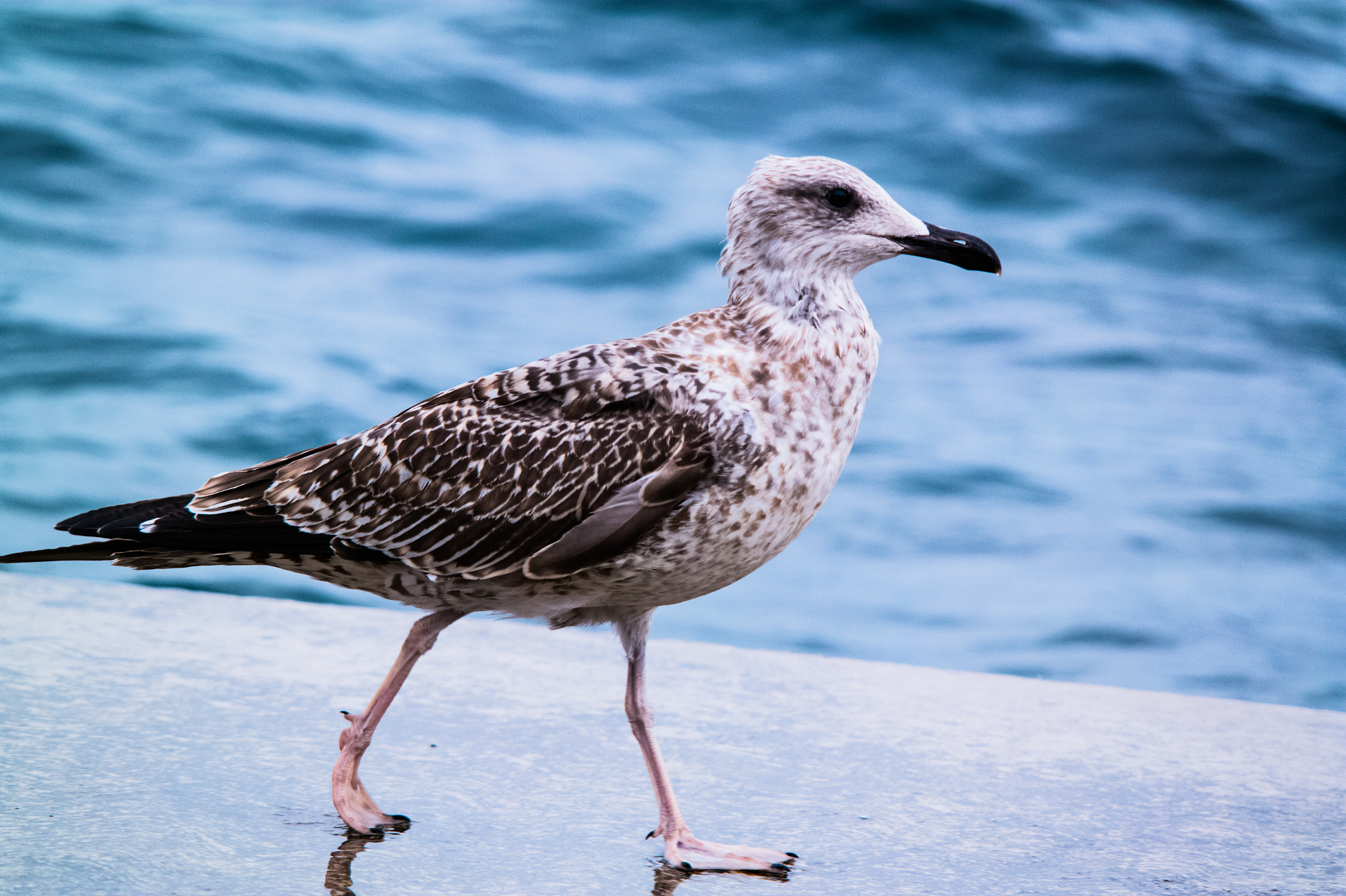 Samsung NX30 + Samsung NX 50-200mm F4-5.6 ED OIS sample photo. Seagull photography