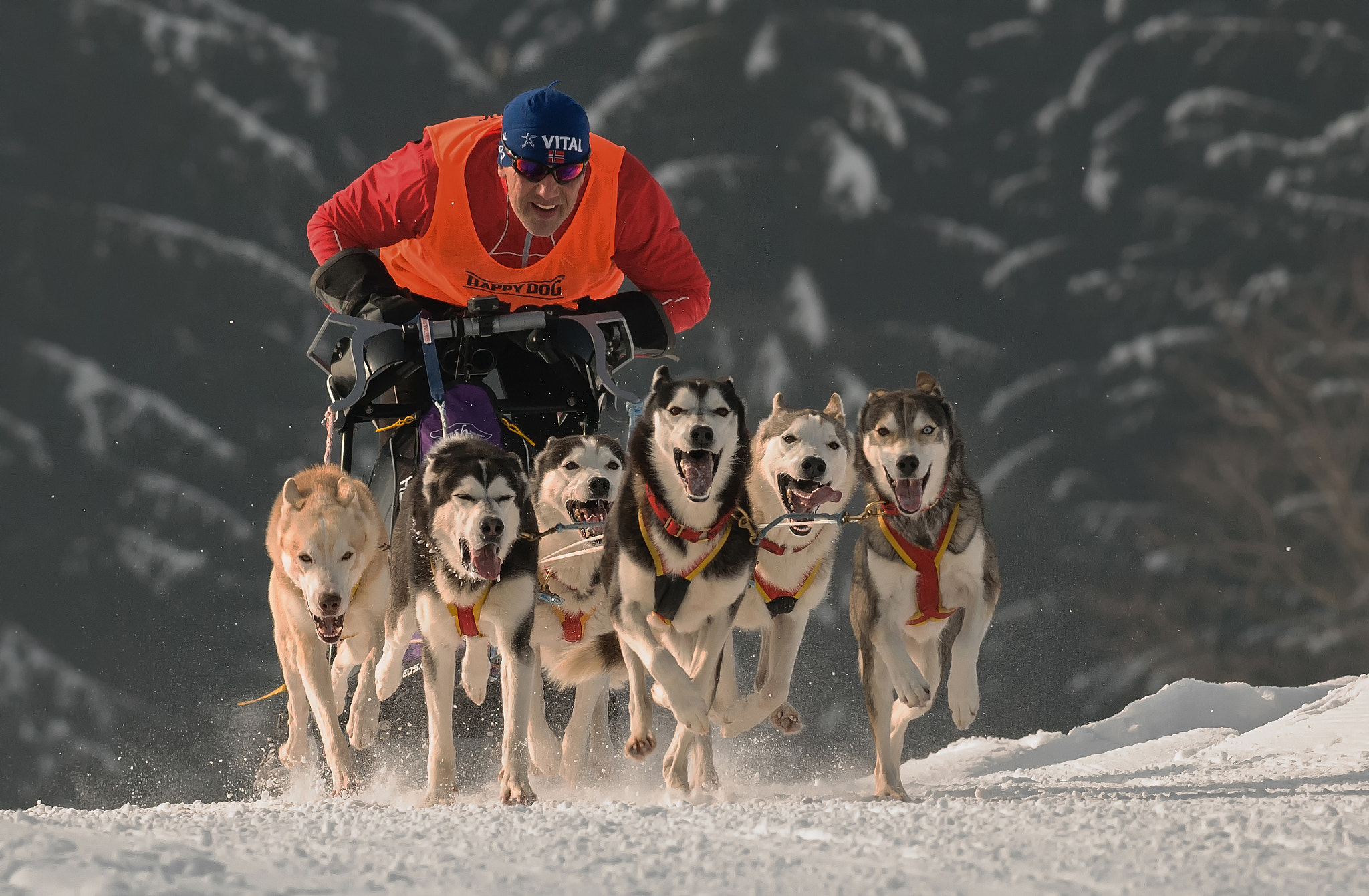 Nikon AF-S Nikkor 300mm F2.8G ED-IF VR sample photo. Snowdogs#2 photography