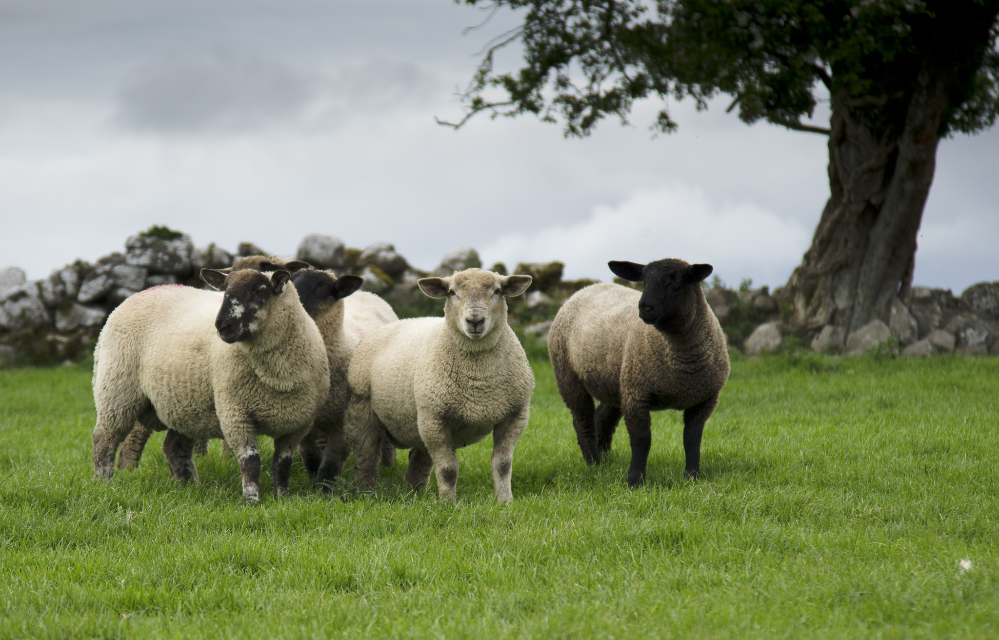 Sony a6000 + Canon EF 24-105mm F4L IS USM sample photo. Lambs, ireland photography