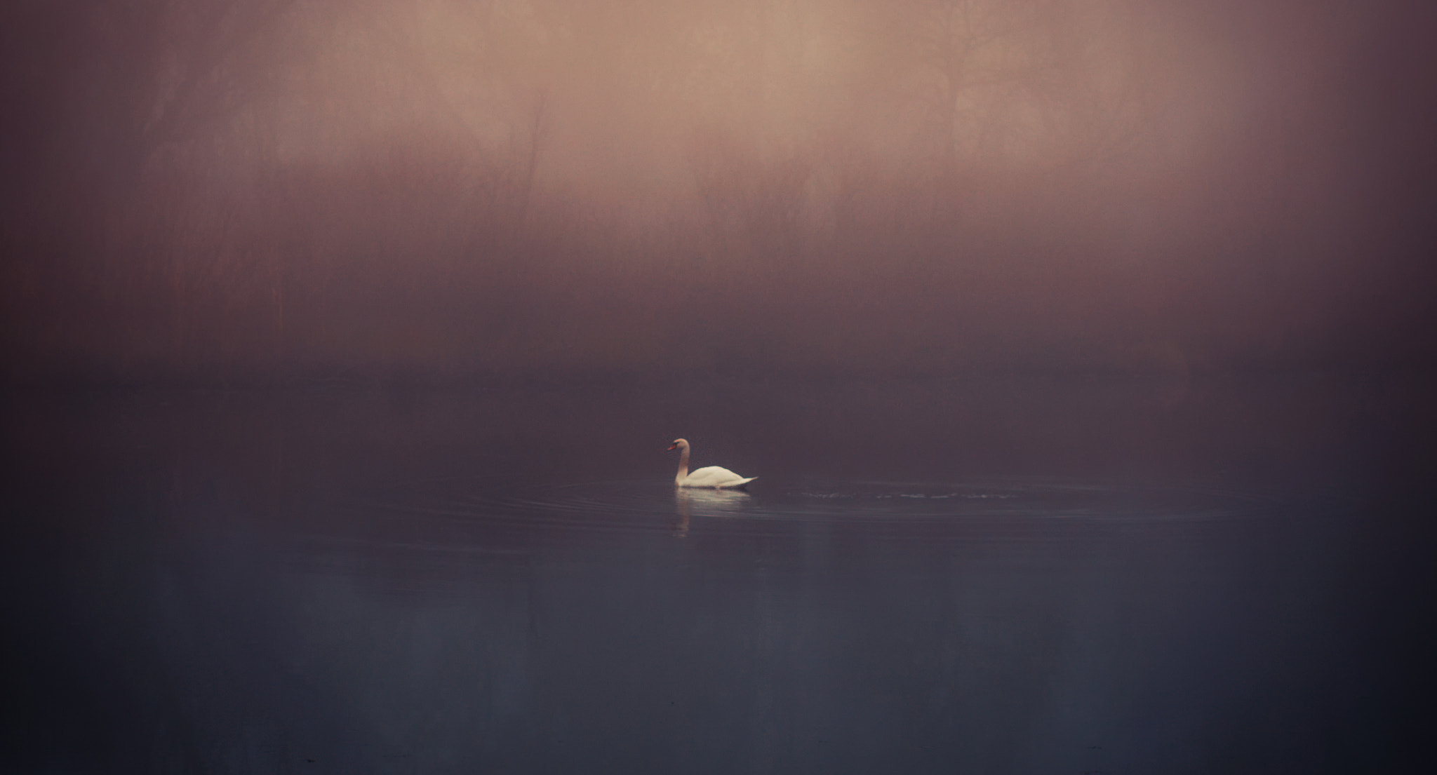 Sigma 50mm F1.4 EX DG HSM sample photo. Misty swan photography