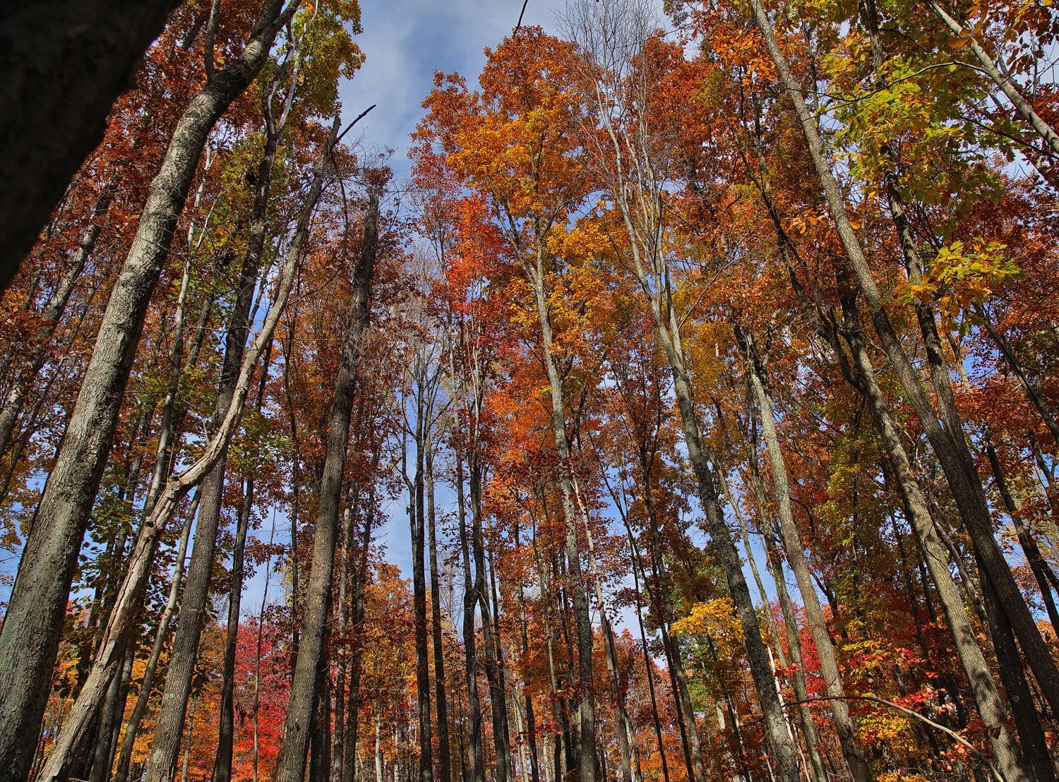 24-105mm F4 G SSM OSS sample photo. Things are looking up!... photography