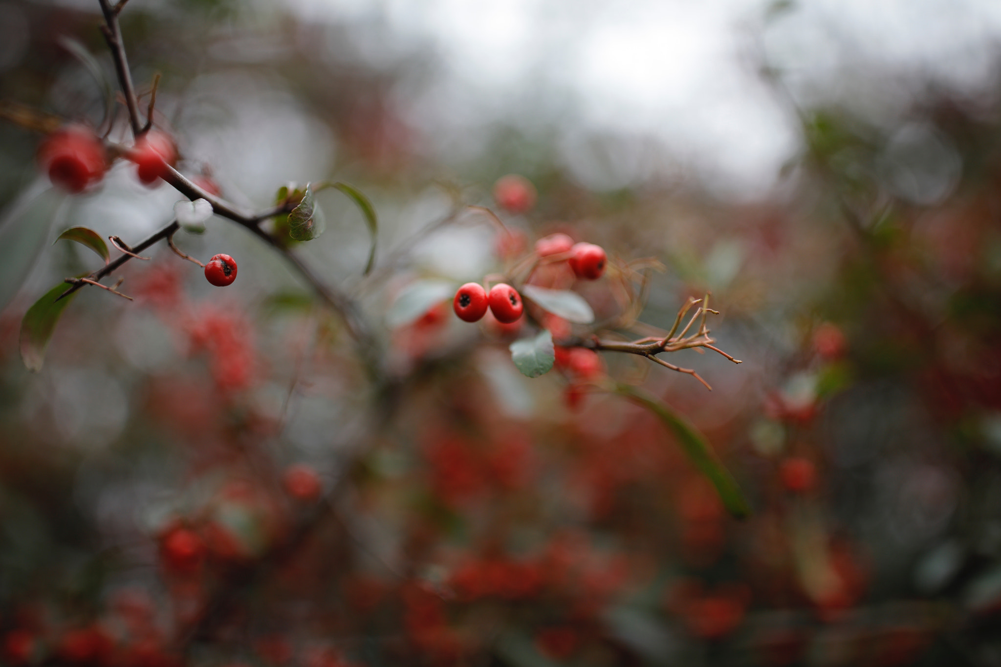 Canon EF 35mm F1.4L II USM sample photo. __red__ photography