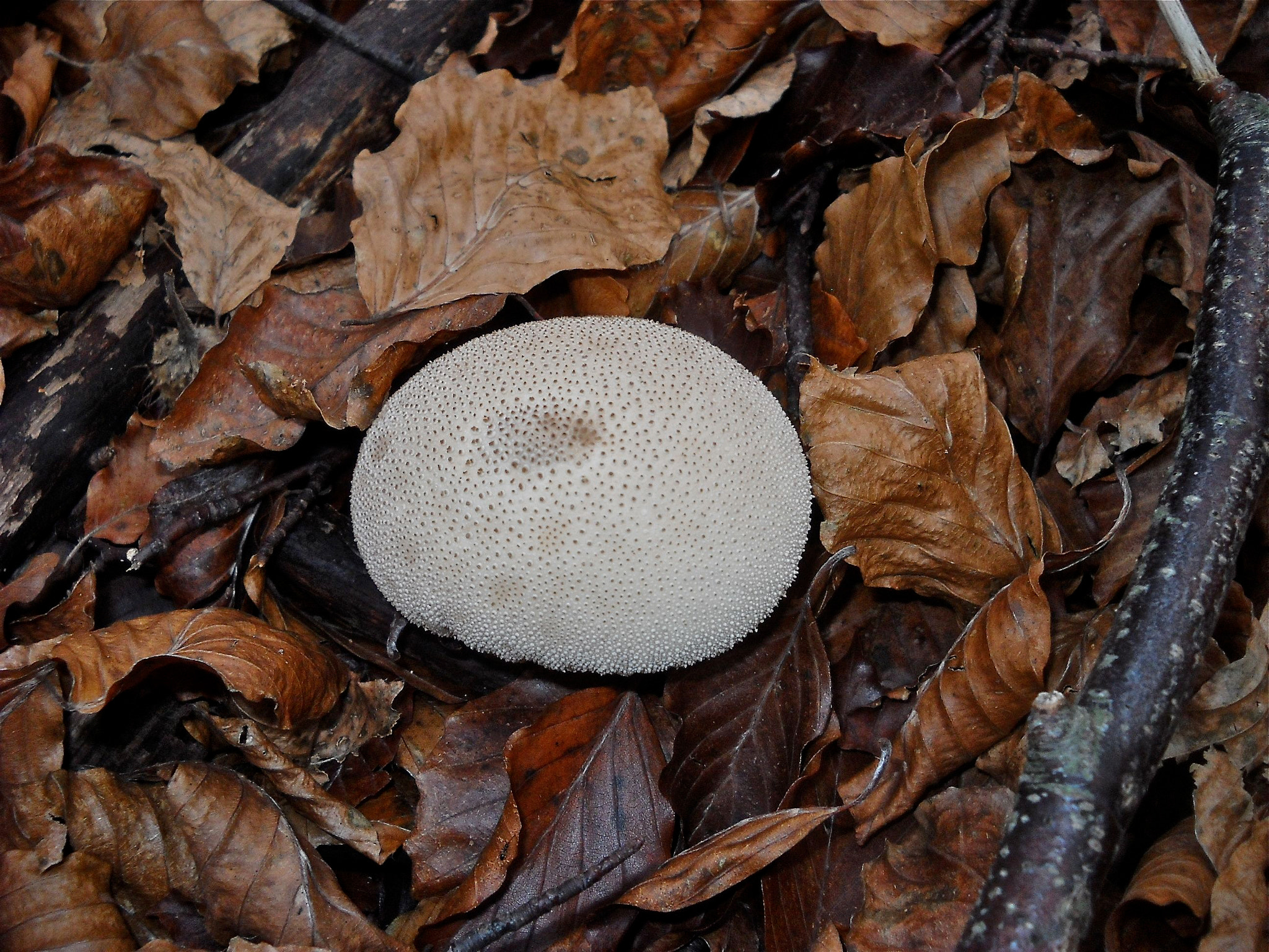 Nikon Coolpix L19 sample photo. White mushroom photography