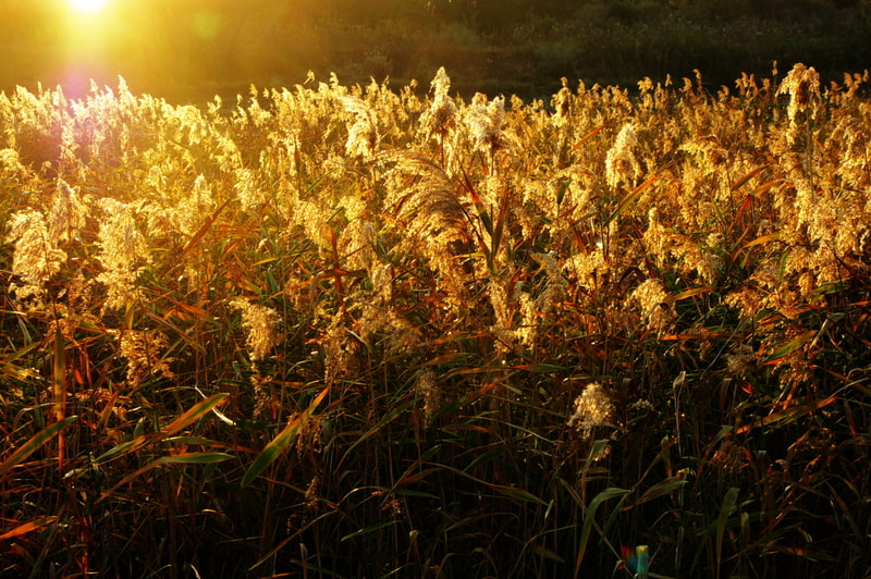 Pentax K20D sample photo. Silver grass photography