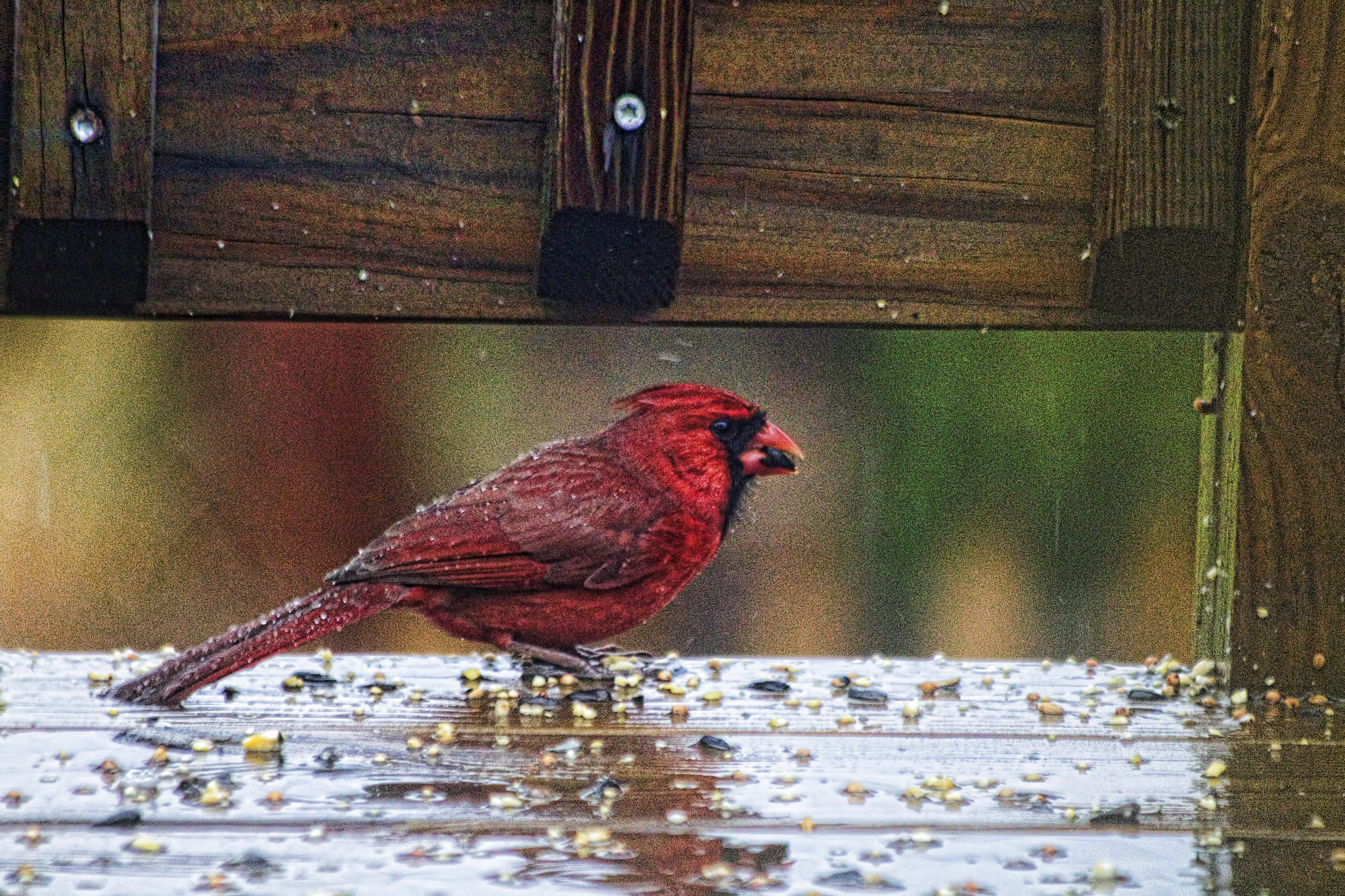 Canon EF 70-300mm F4-5.6 IS USM sample photo. Cardinal in the rain photography