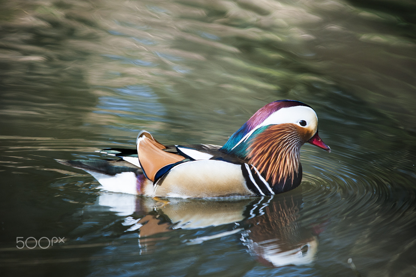 Sigma 150-500mm F5-6.3 DG OS HSM sample photo. Mandarin duck photography