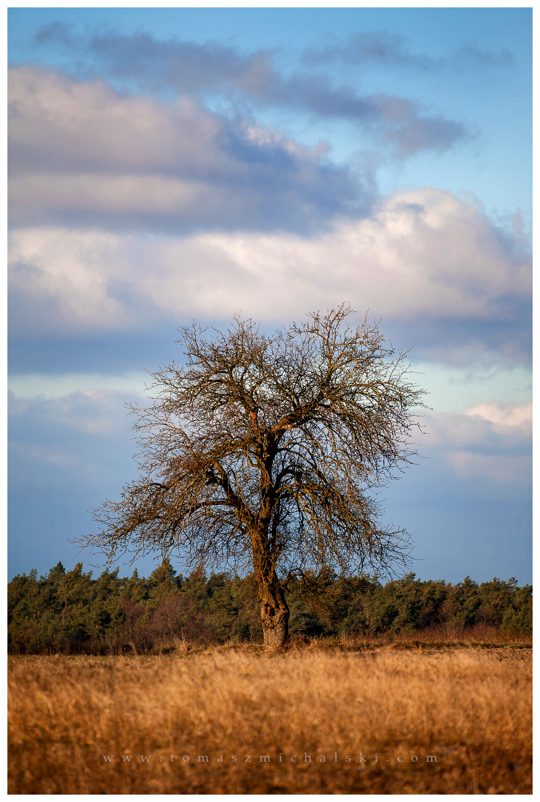 Canon EOS 5D + Tamron SP 70-300mm F4-5.6 Di VC USD sample photo. The old pear tree. photography