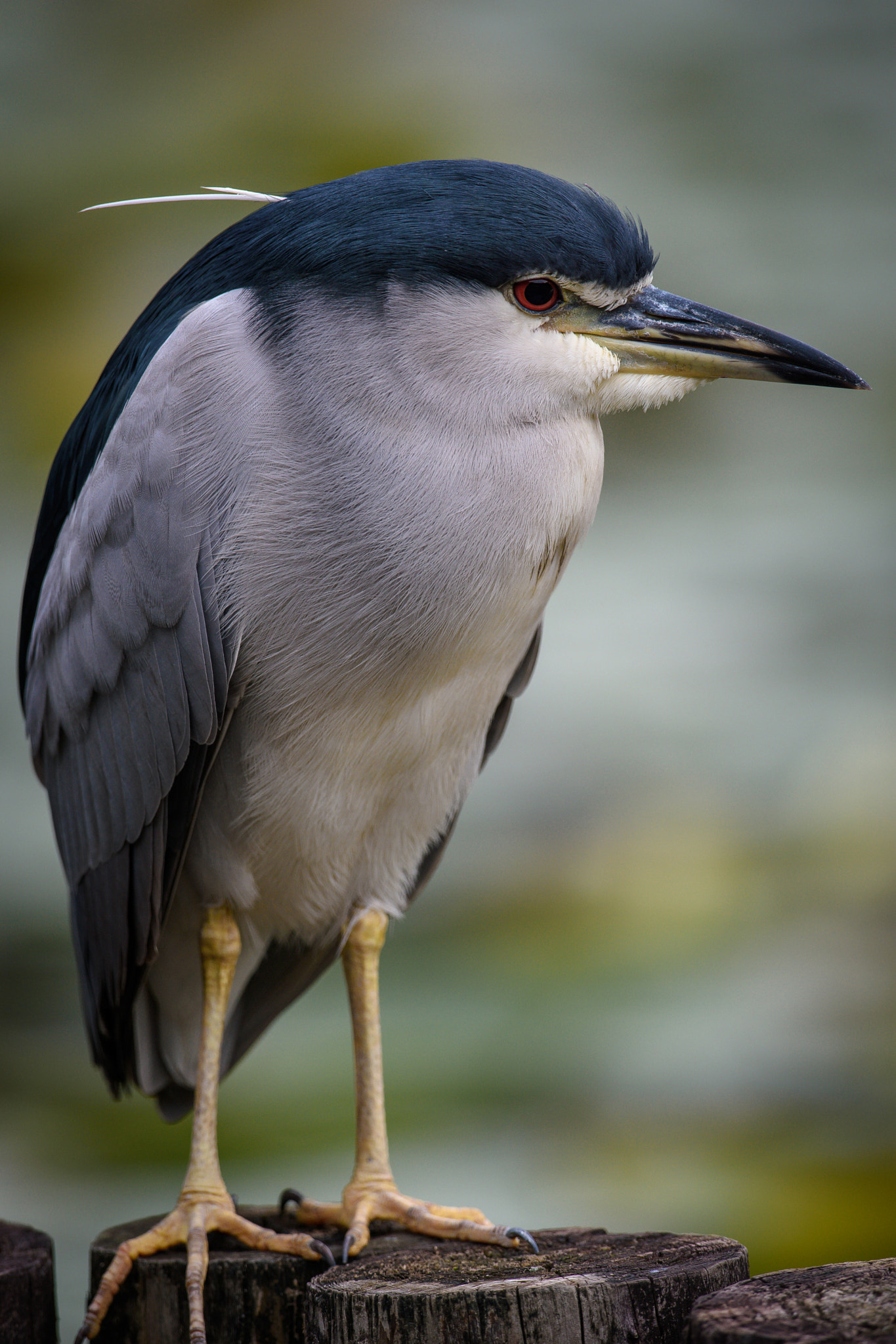 Nikon AF-S Nikkor 600mm F4G ED VR sample photo. Black-crowned night heron photography