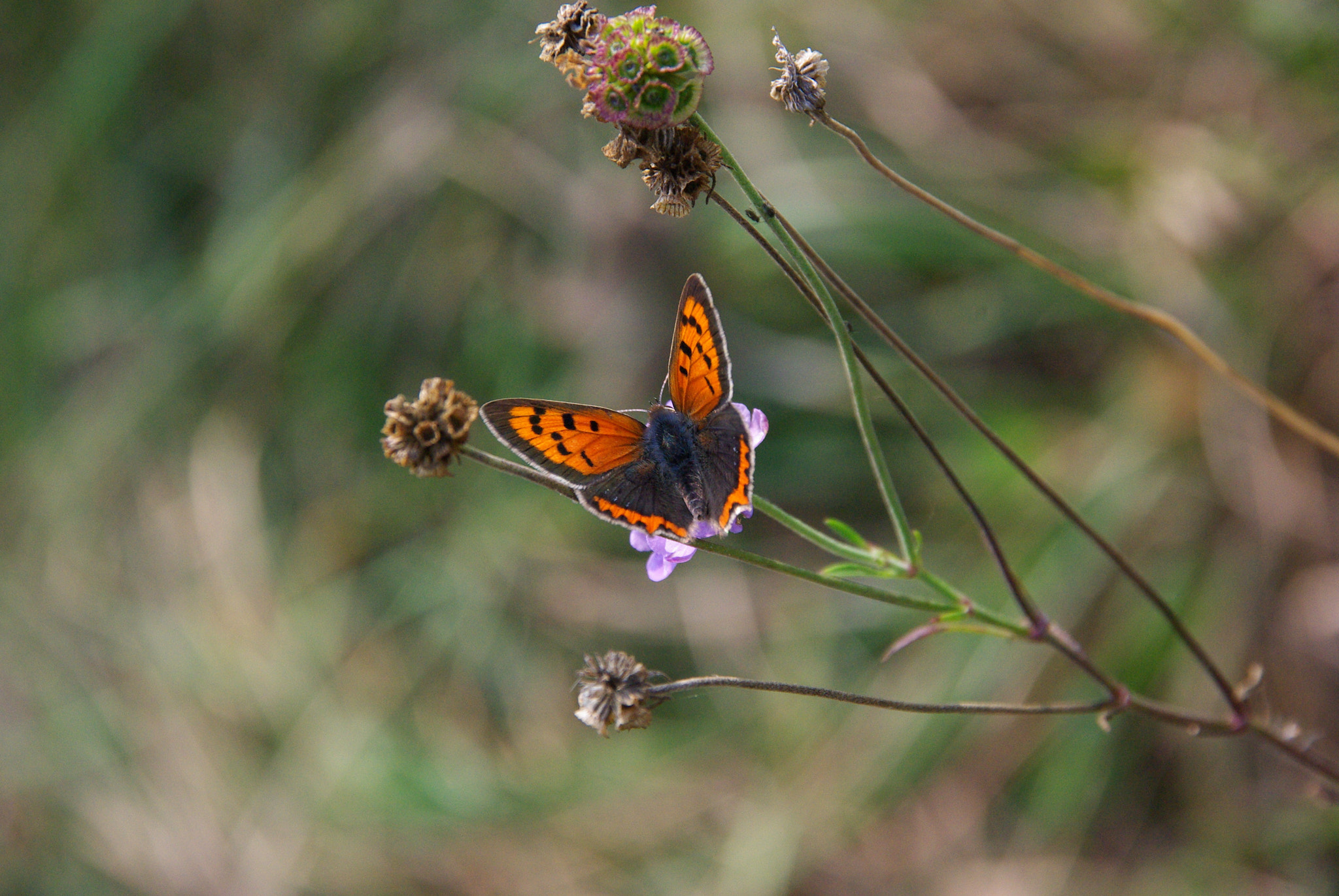 Pentax K10D + Sigma 18-200mm F3.5-6.3 DC sample photo. Farfalle photography