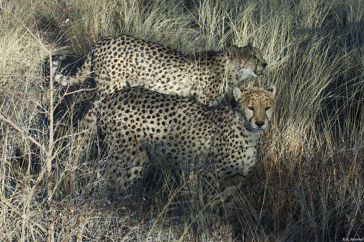 Nikon D2X sample photo. Cheetahs photography