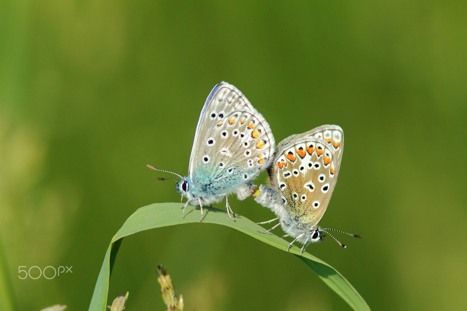 Canon EF 300mm F4L IS USM sample photo. L'amour est dans le champ. photography