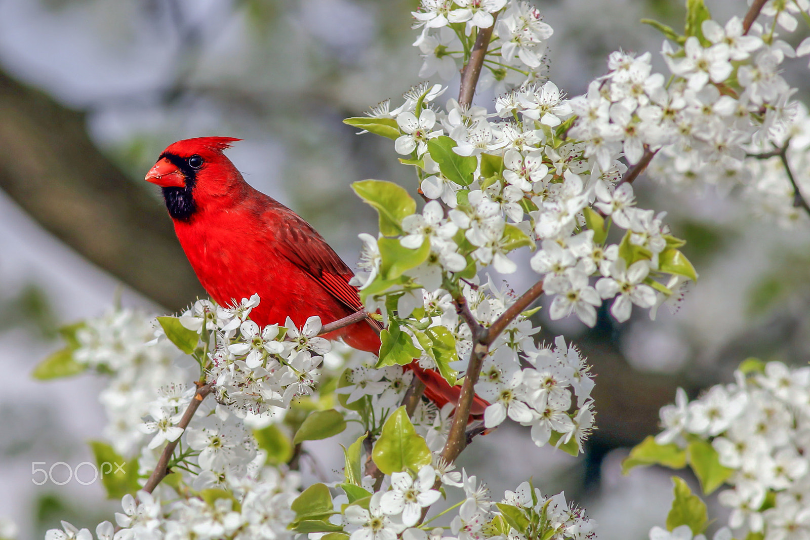 Canon EOS 550D (EOS Rebel T2i / EOS Kiss X4) + Canon EF 400mm F5.6L USM sample photo. Northern cardinal photography