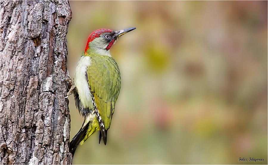 Canon EOS 5DS R + Canon EF 500mm F4L IS USM sample photo. Pose tipica photography