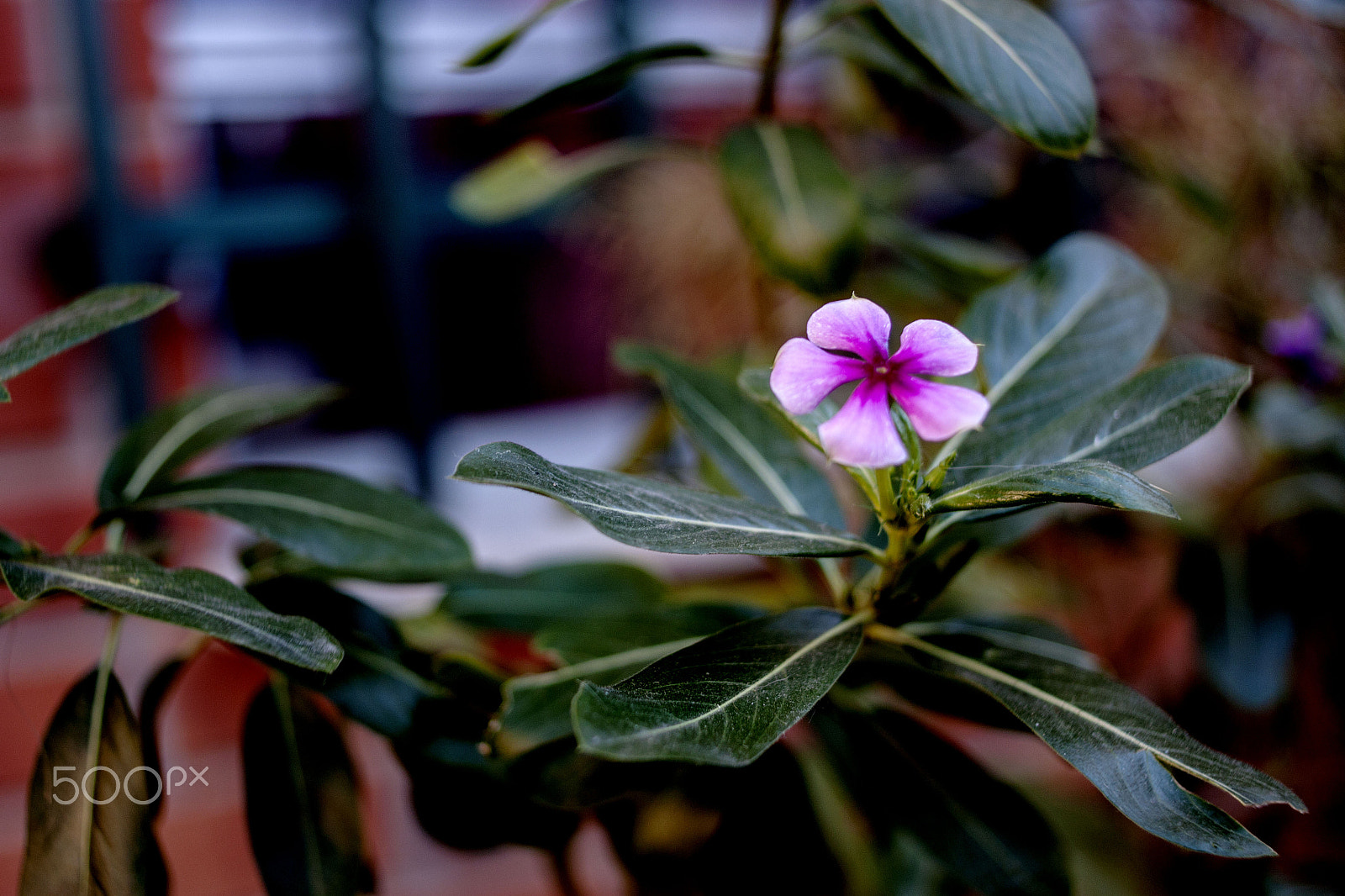 Canon EOS 500D (EOS Rebel T1i / EOS Kiss X3) + Canon EF 28mm F2.8 sample photo. Winter flower photography