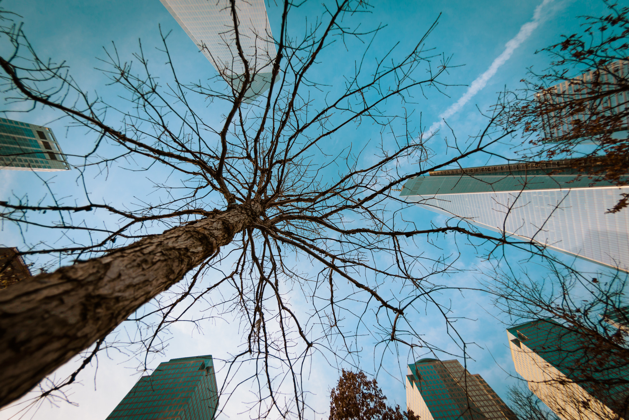 Nikon D600 + Nikon AF Fisheye-Nikkor 16mm F2.8D sample photo. Climb a tree to heaven photography