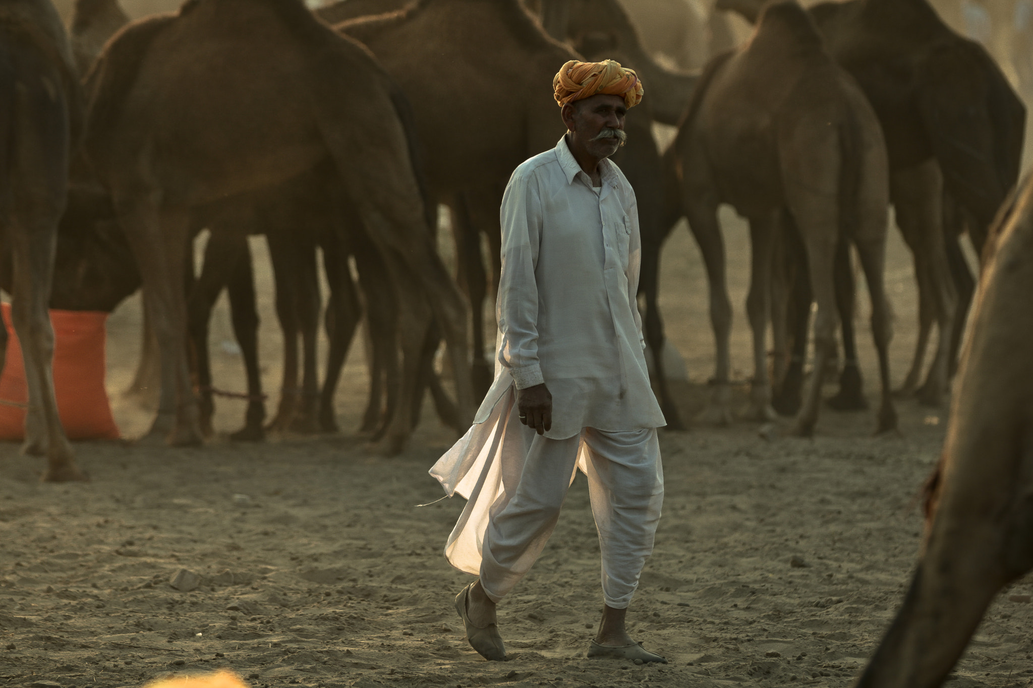 Canon EOS 760D (EOS Rebel T6s / EOS 8000D) sample photo. Pushkar 2015 photography