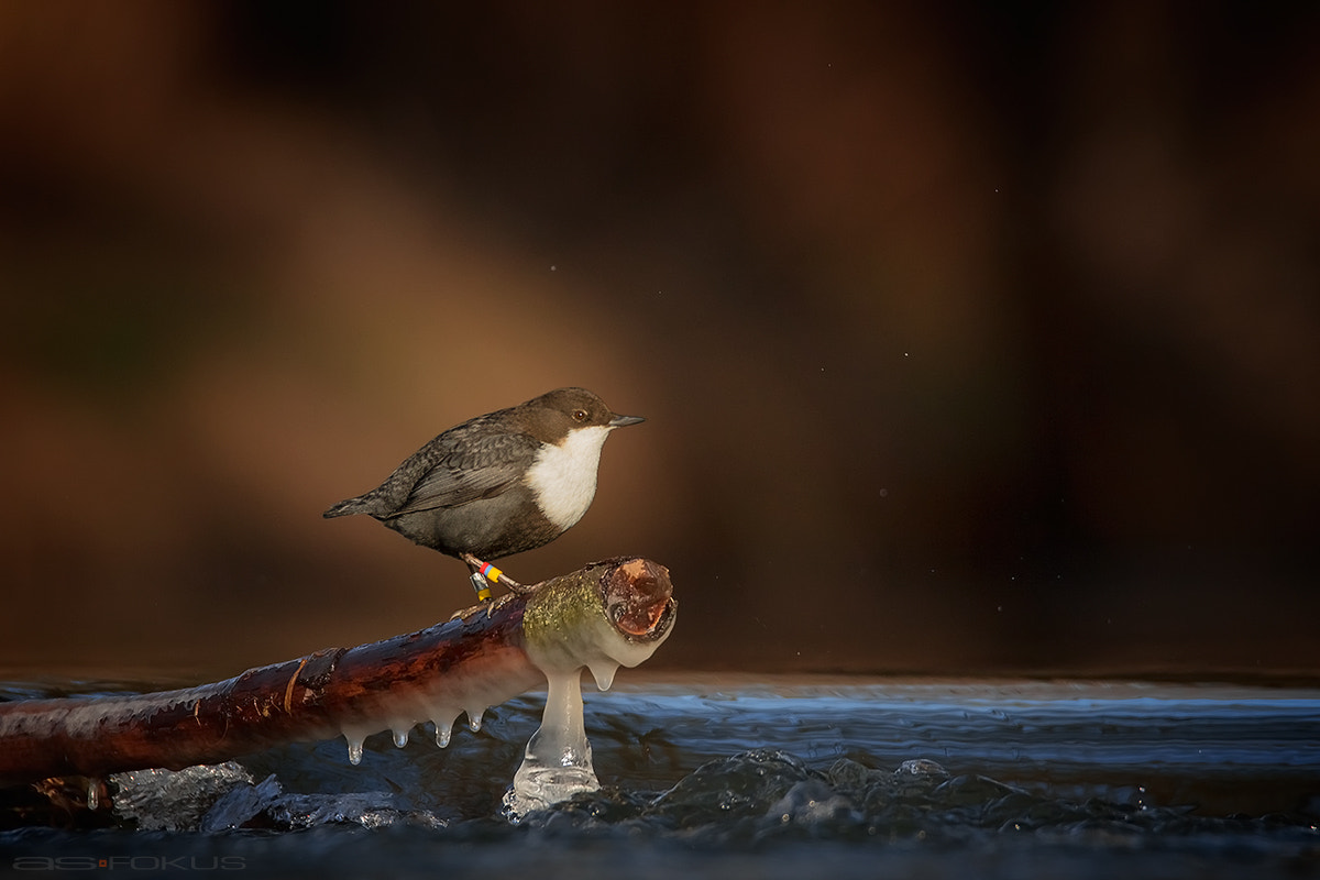 Canon EOS 7D Mark II + Tamron SP 150-600mm F5-6.3 Di VC USD sample photo. White-throated dipper photography
