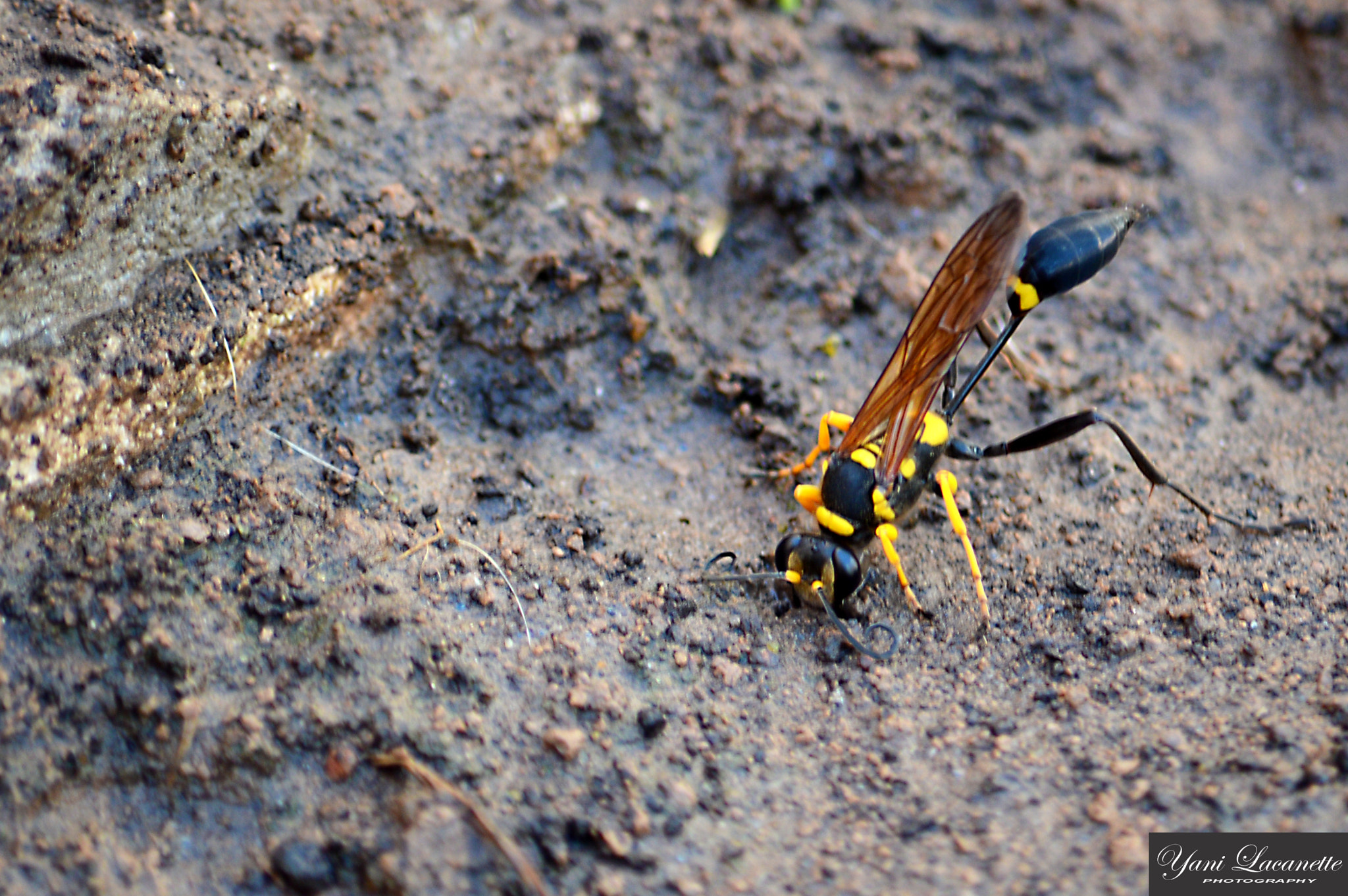 Nikon D3200 + Tamron SP 35mm F1.8 Di VC USD sample photo. Explorando mi jardin photography