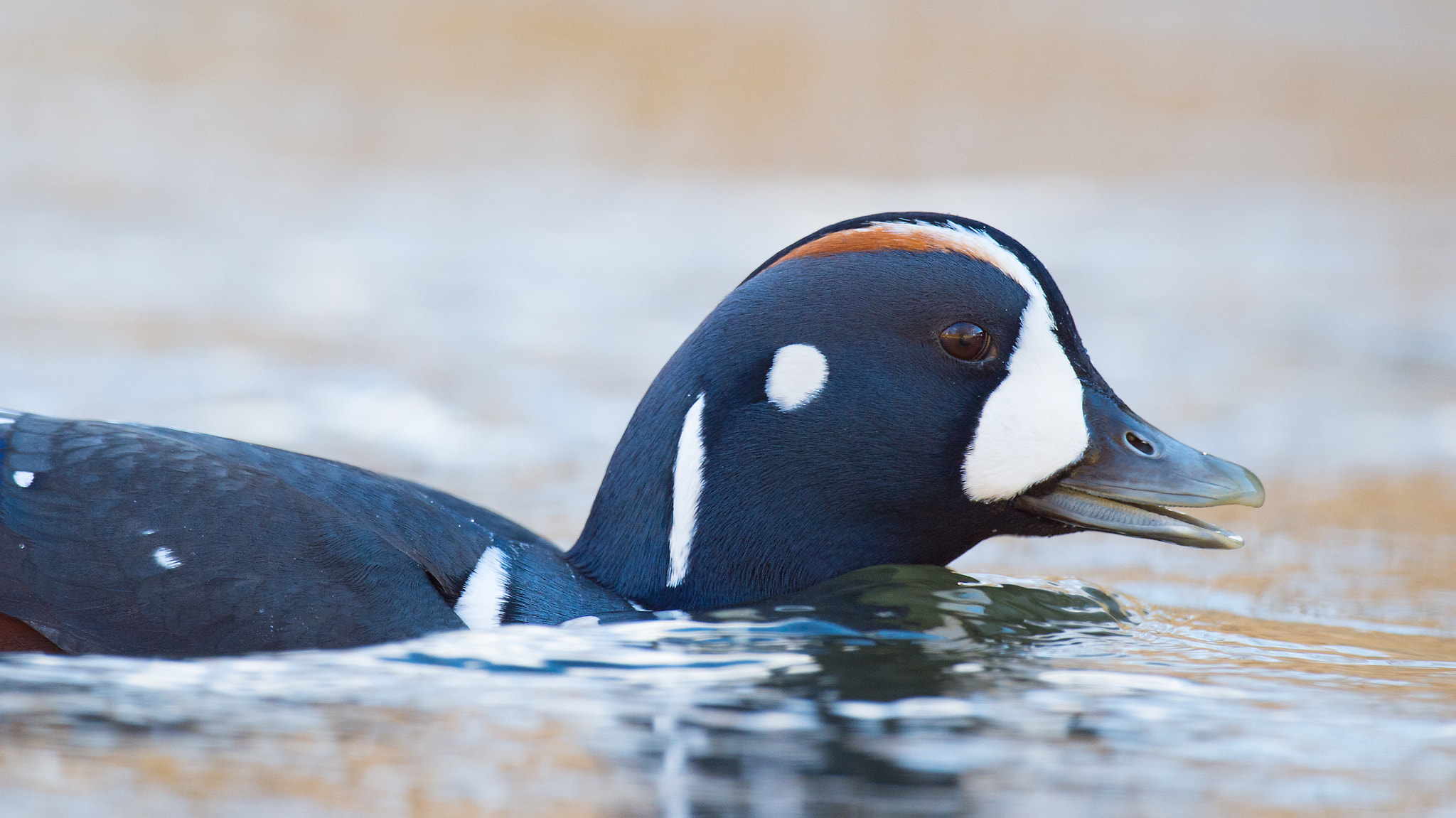 Nikon D4 + Sigma 24-60mm F2.8 EX DG sample photo. Arlequin plongeur histrionicus histrionicus harlequin duck photography