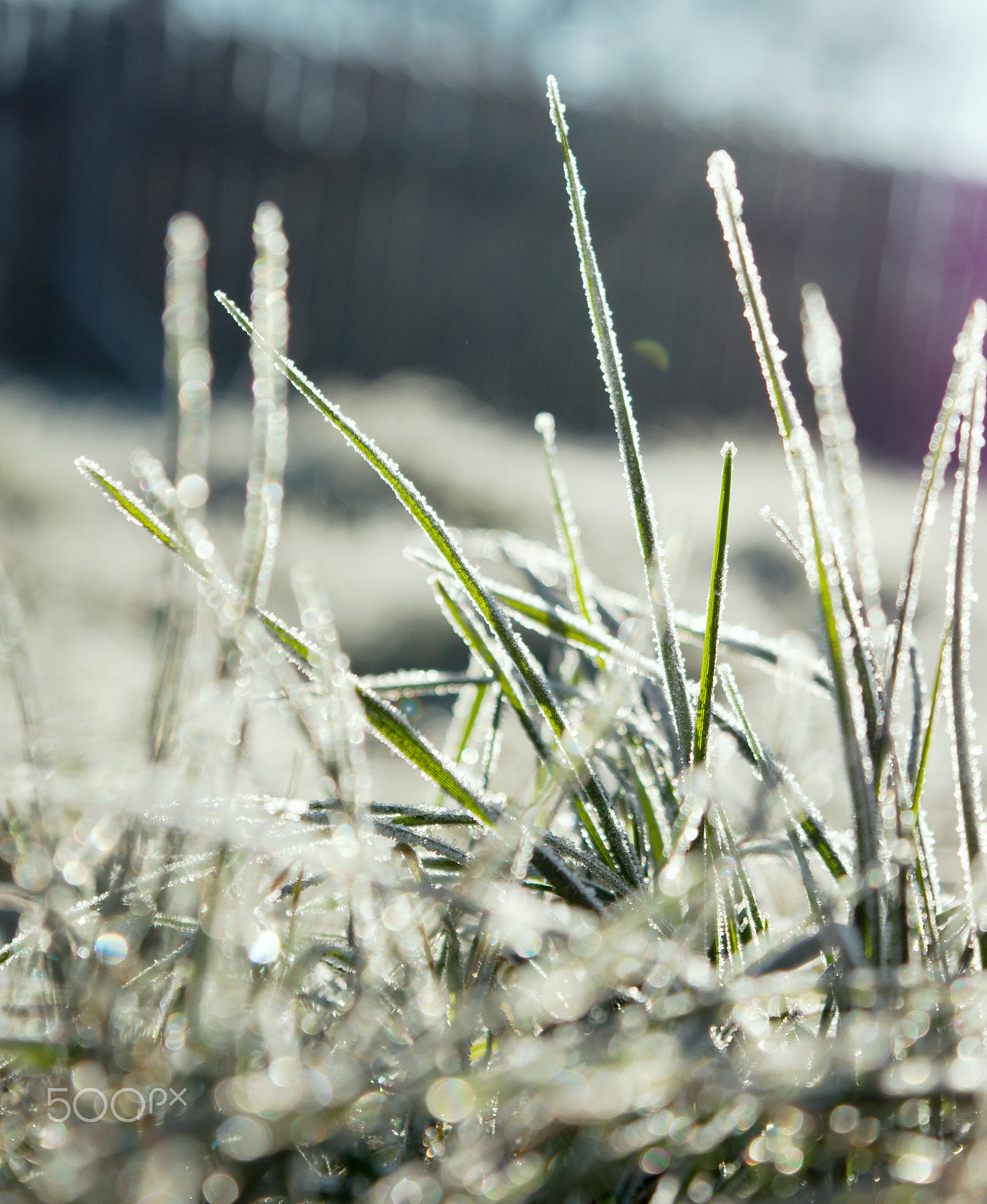 18.00 - 55.00 mm f/3.5 - 5.6 sample photo. Grass photography