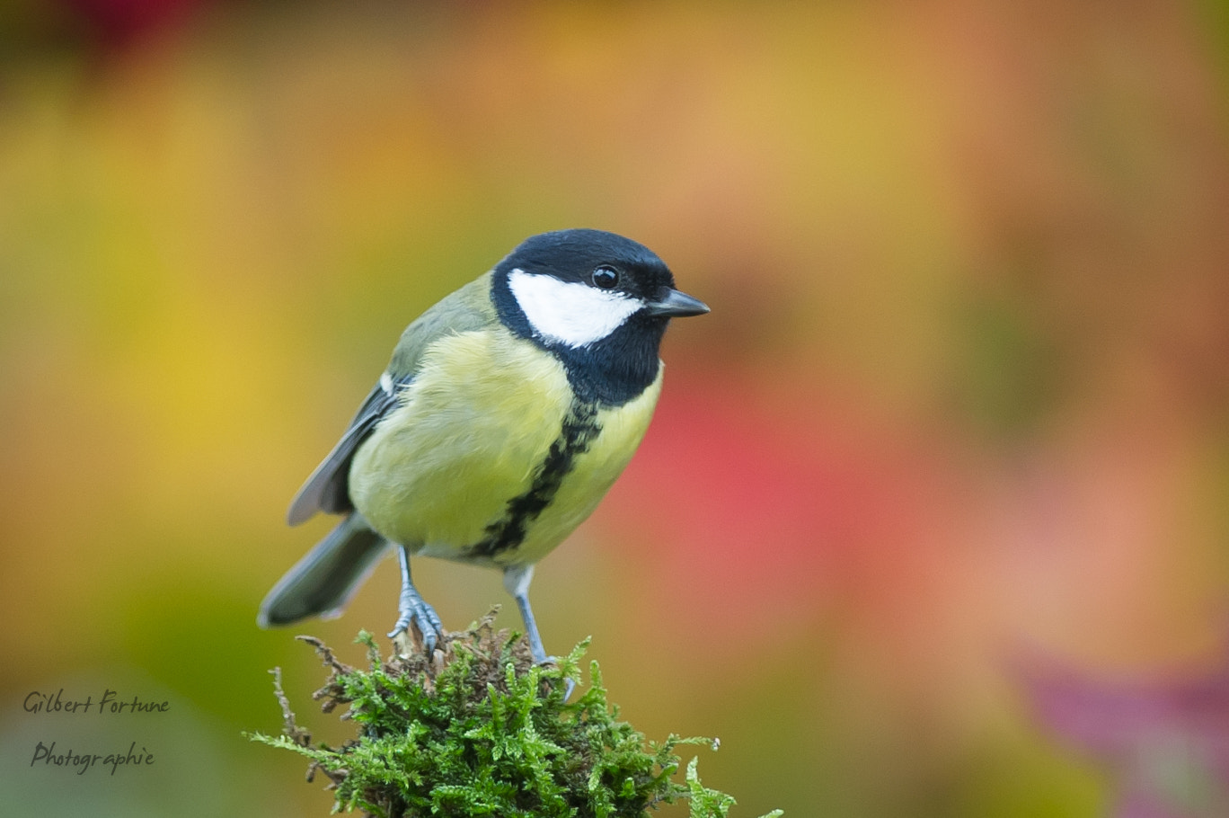 Nikon AF-S Nikkor 300mm F2.8G ED VR II sample photo. Color photography