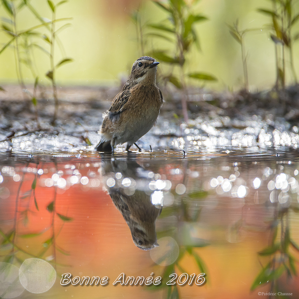 Nikon AF-S Nikkor 200-400mm F4G ED-IF VR sample photo. Happy new year photography