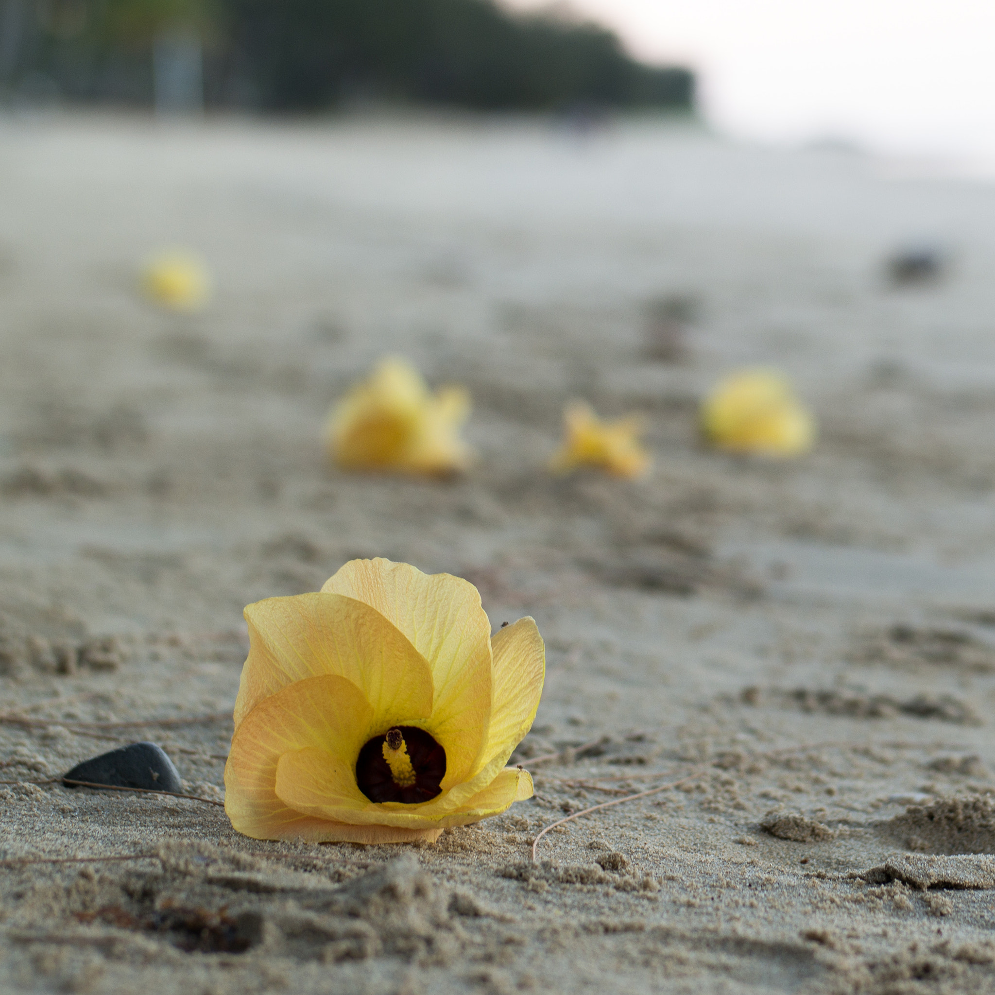 Samsung NX 45mm F1.8 sample photo. Discarded photography
