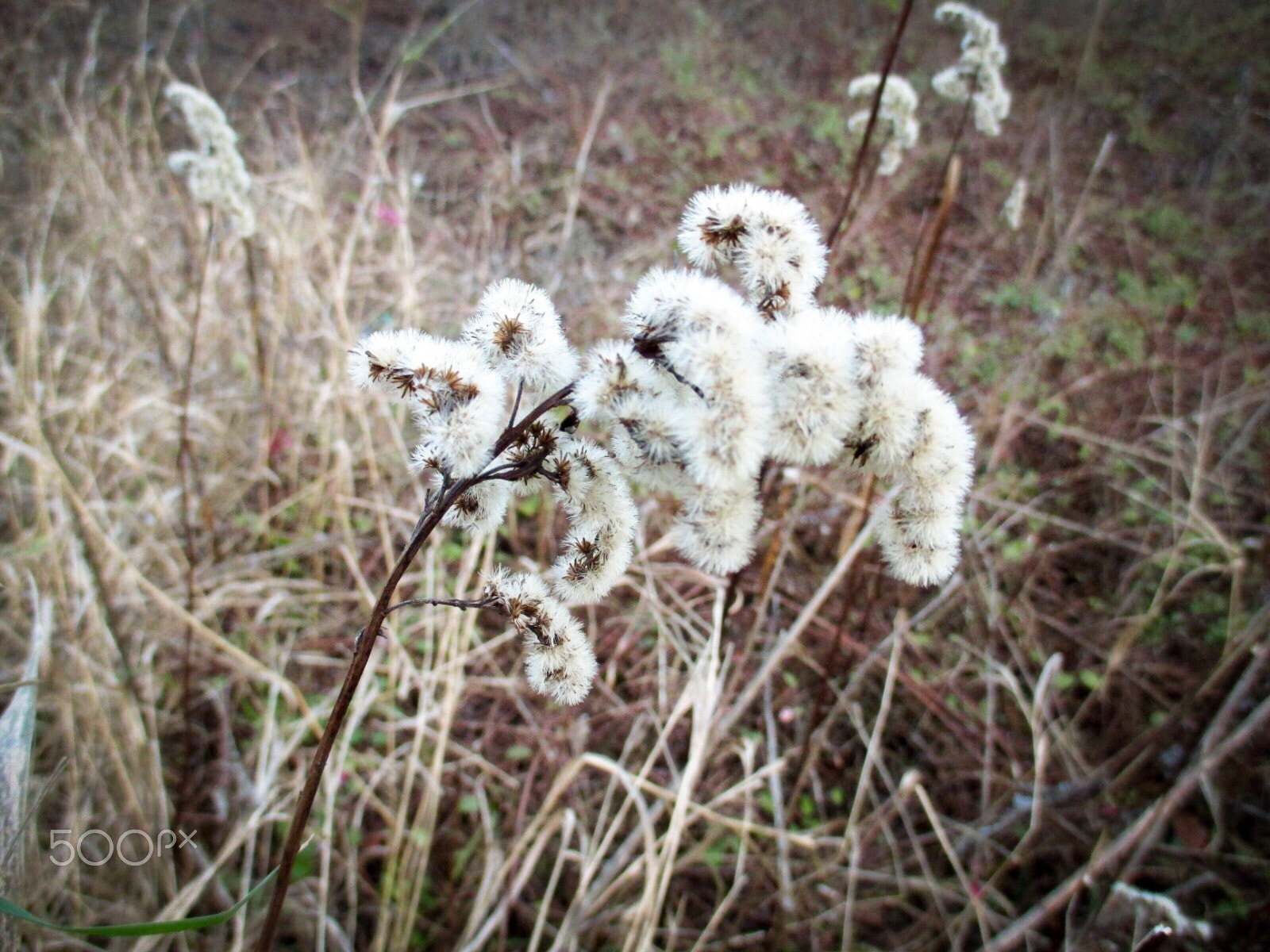 Canon PowerShot ELPH 130 IS (IXUS 140 / IXY 110F) sample photo. Kildebakken, 2015 photography