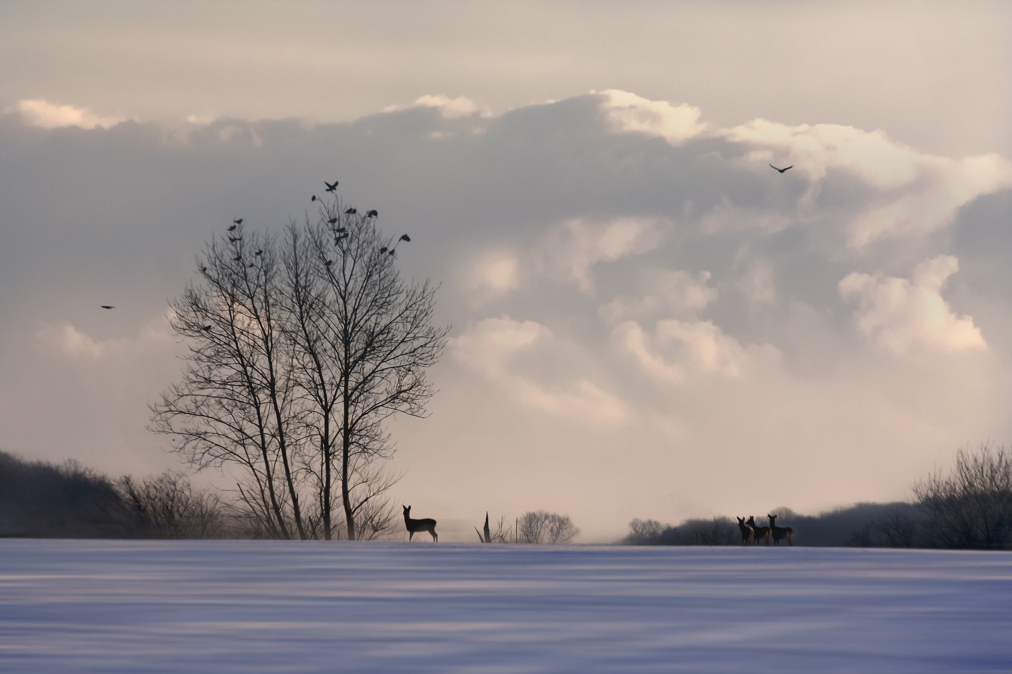 Canon EF 70-300mm F4-5.6 IS USM sample photo. Winter kingdom photography