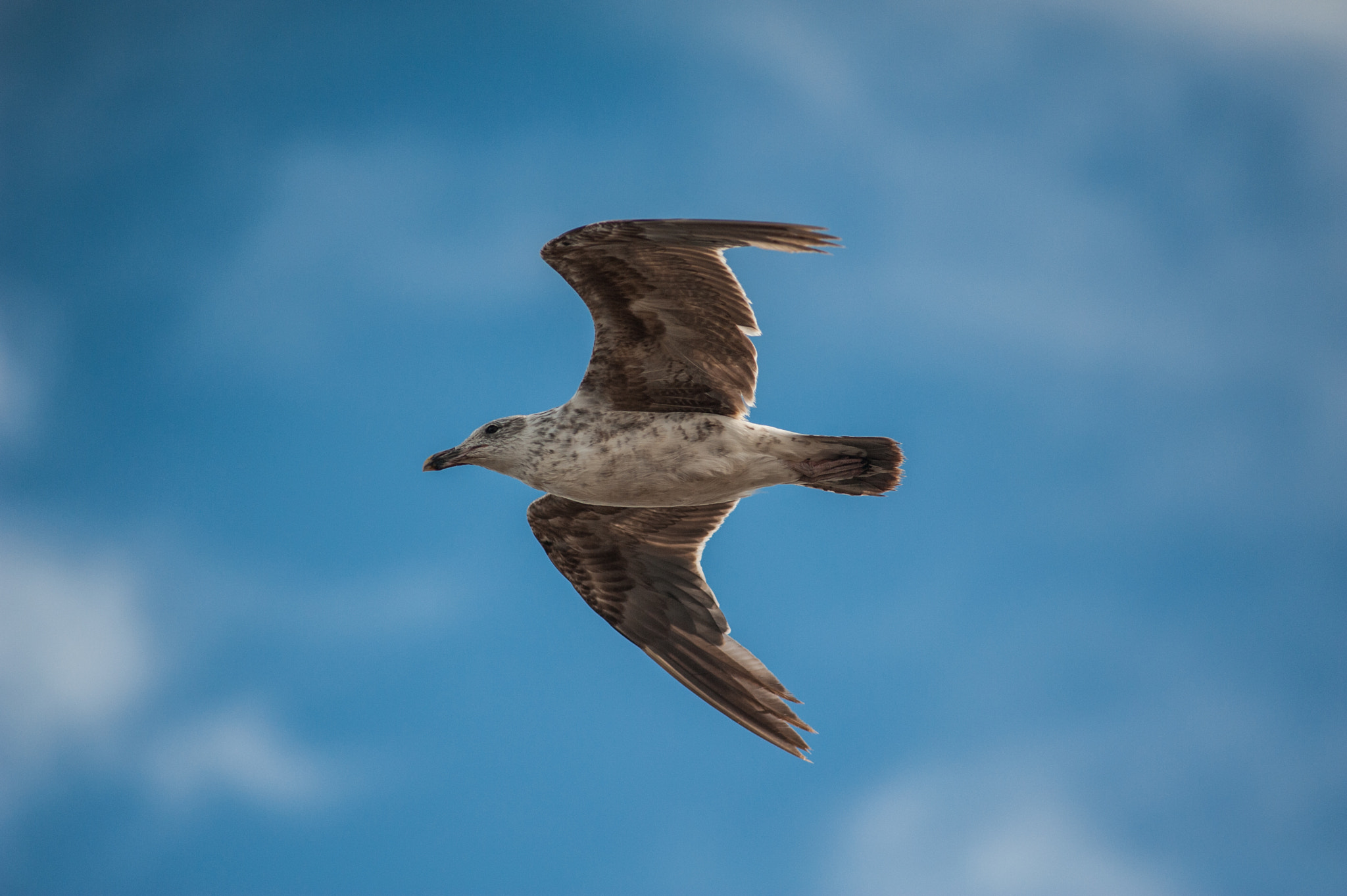 Nikon D700 + AF Nikkor 300mm f/4 IF-ED sample photo. Ave photography
