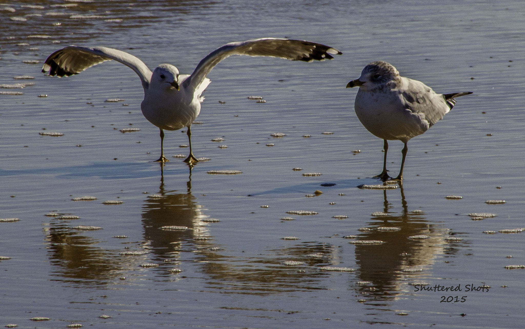 Canon EOS 500D (EOS Rebel T1i / EOS Kiss X3) sample photo. Beach gulls 1 photography