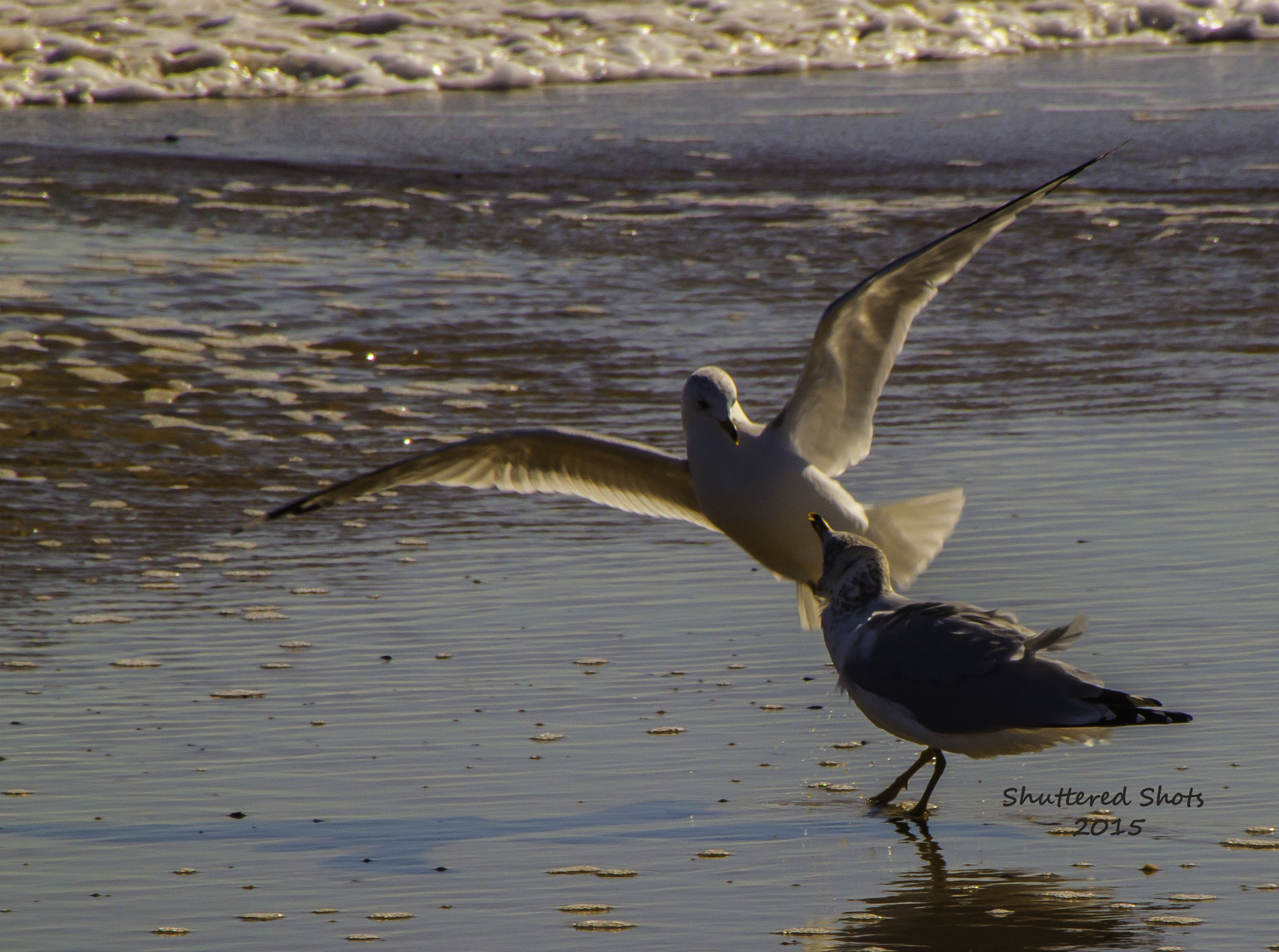 Canon EOS 500D (EOS Rebel T1i / EOS Kiss X3) sample photo. Beach gulls 2 photography