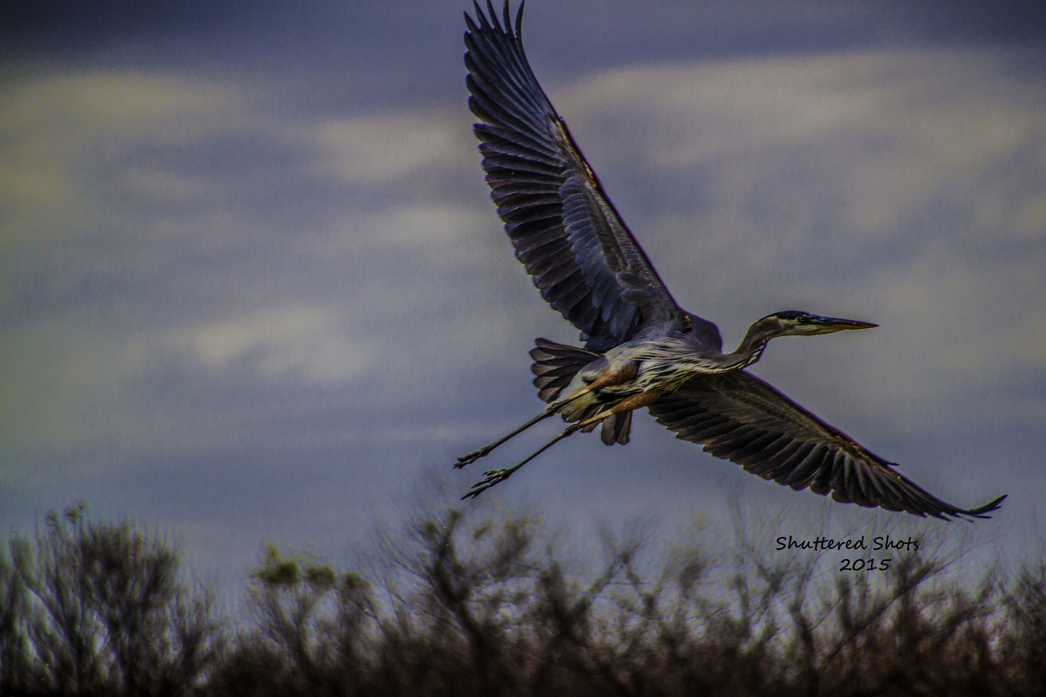 Canon EOS 500D (EOS Rebel T1i / EOS Kiss X3) sample photo. Blue heron in flight photography