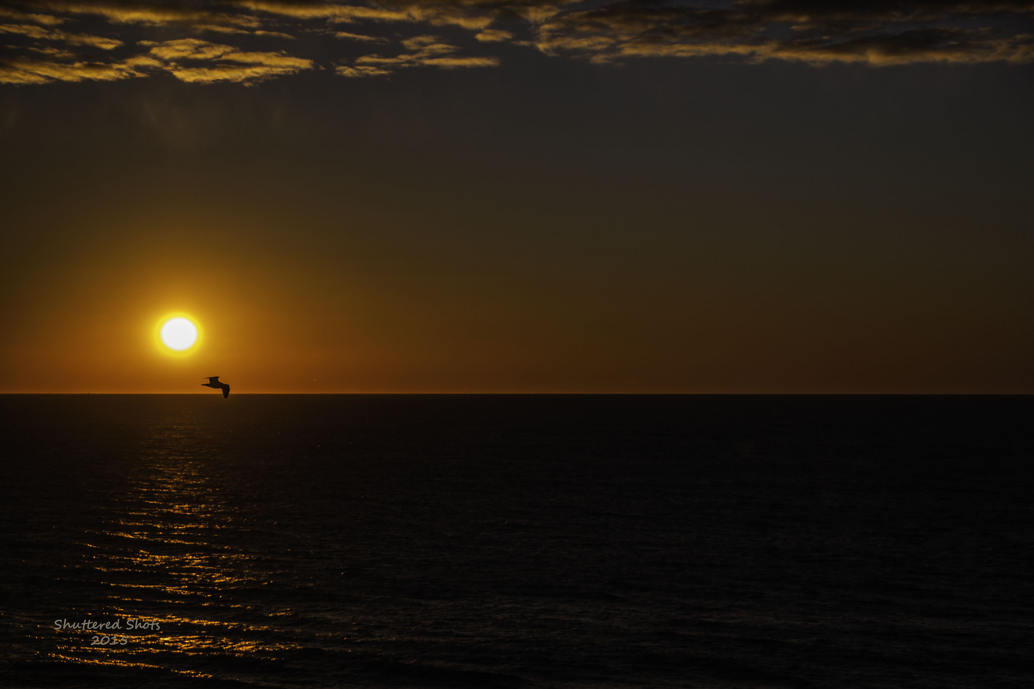 Canon EOS 500D (EOS Rebel T1i / EOS Kiss X3) sample photo. Sunrise seagull photography