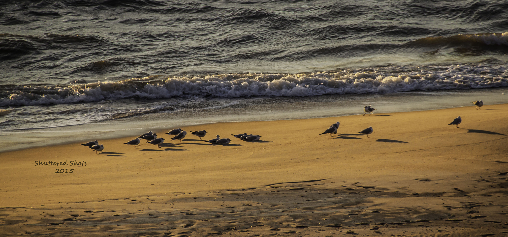 Canon EOS 500D (EOS Rebel T1i / EOS Kiss X3) sample photo. Sunning seagulls photography