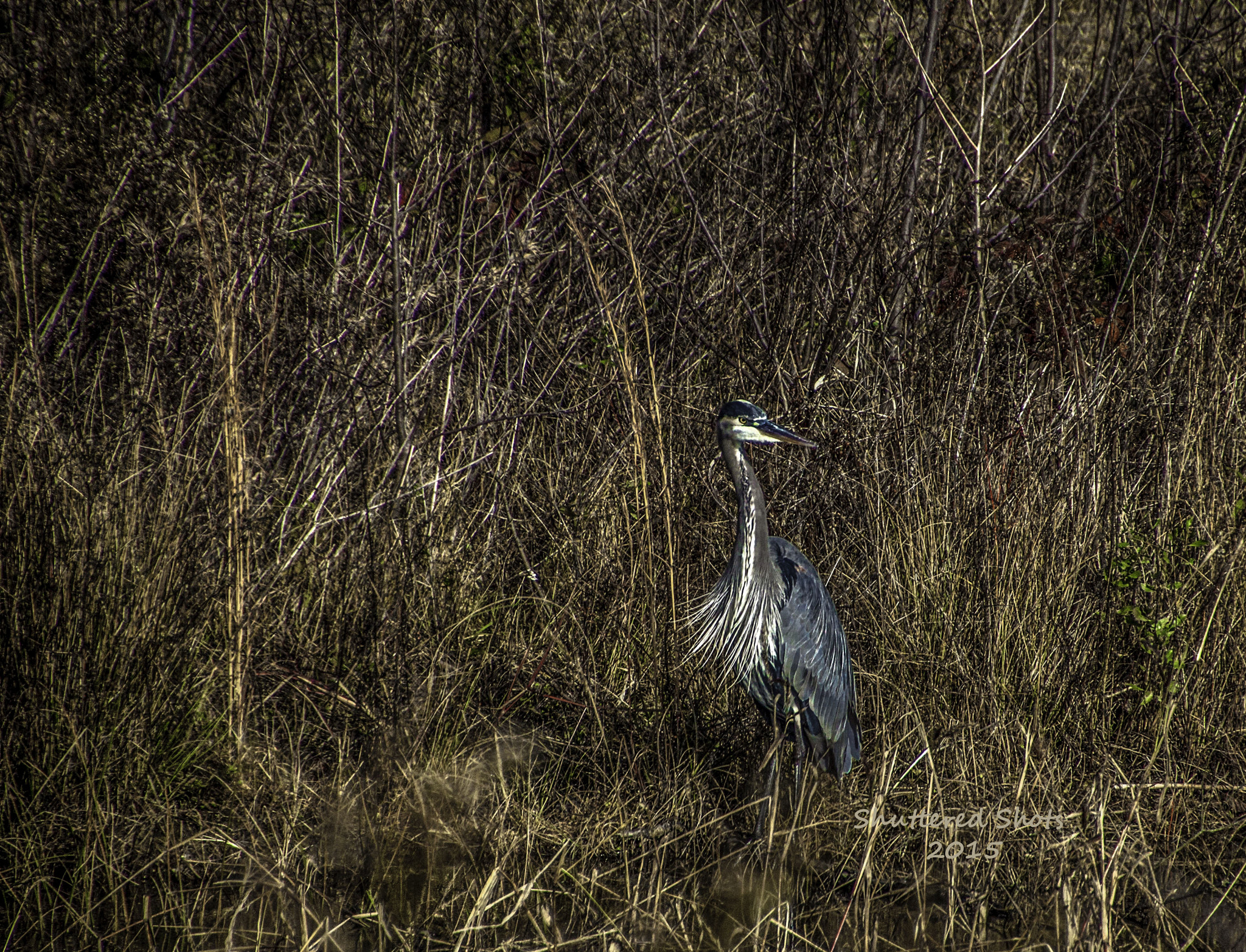 Canon EOS 500D (EOS Rebel T1i / EOS Kiss X3) sample photo. Ruffle feathers photography