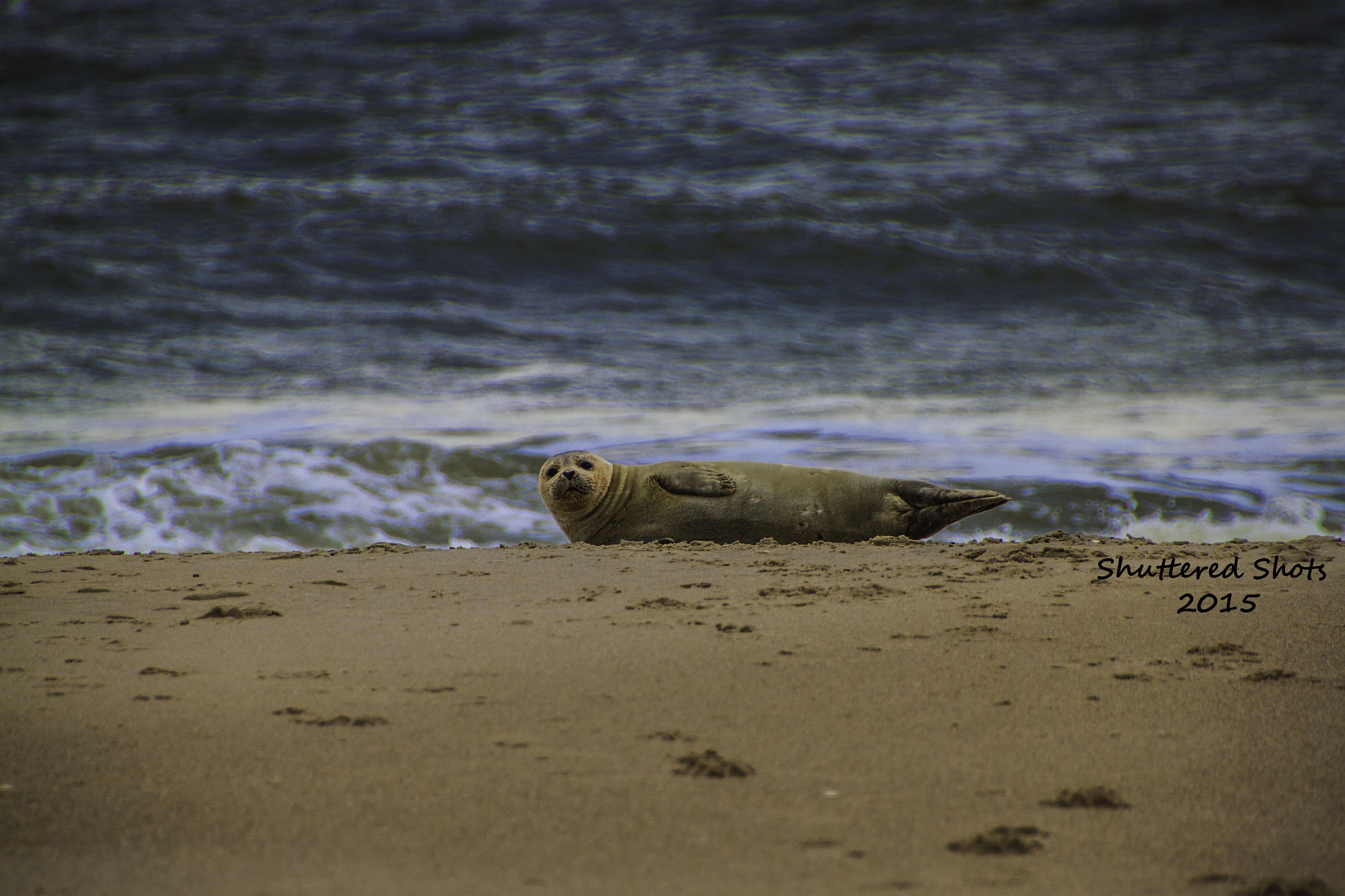 Canon EOS 500D (EOS Rebel T1i / EOS Kiss X3) sample photo. Chilling at the beach photography