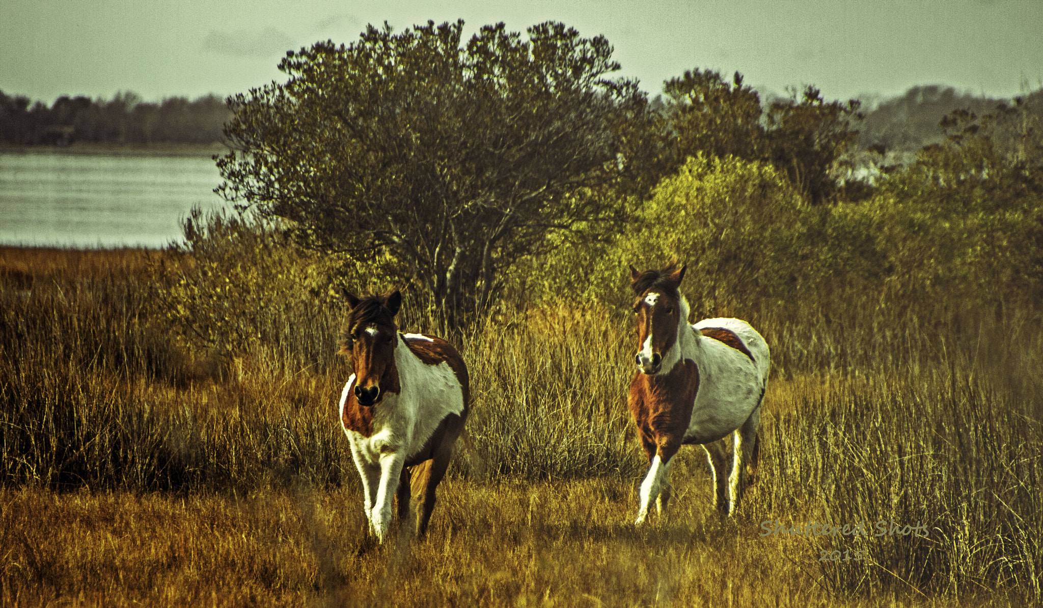 Canon EOS 500D (EOS Rebel T1i / EOS Kiss X3) sample photo. Assateague ponies 1 photography