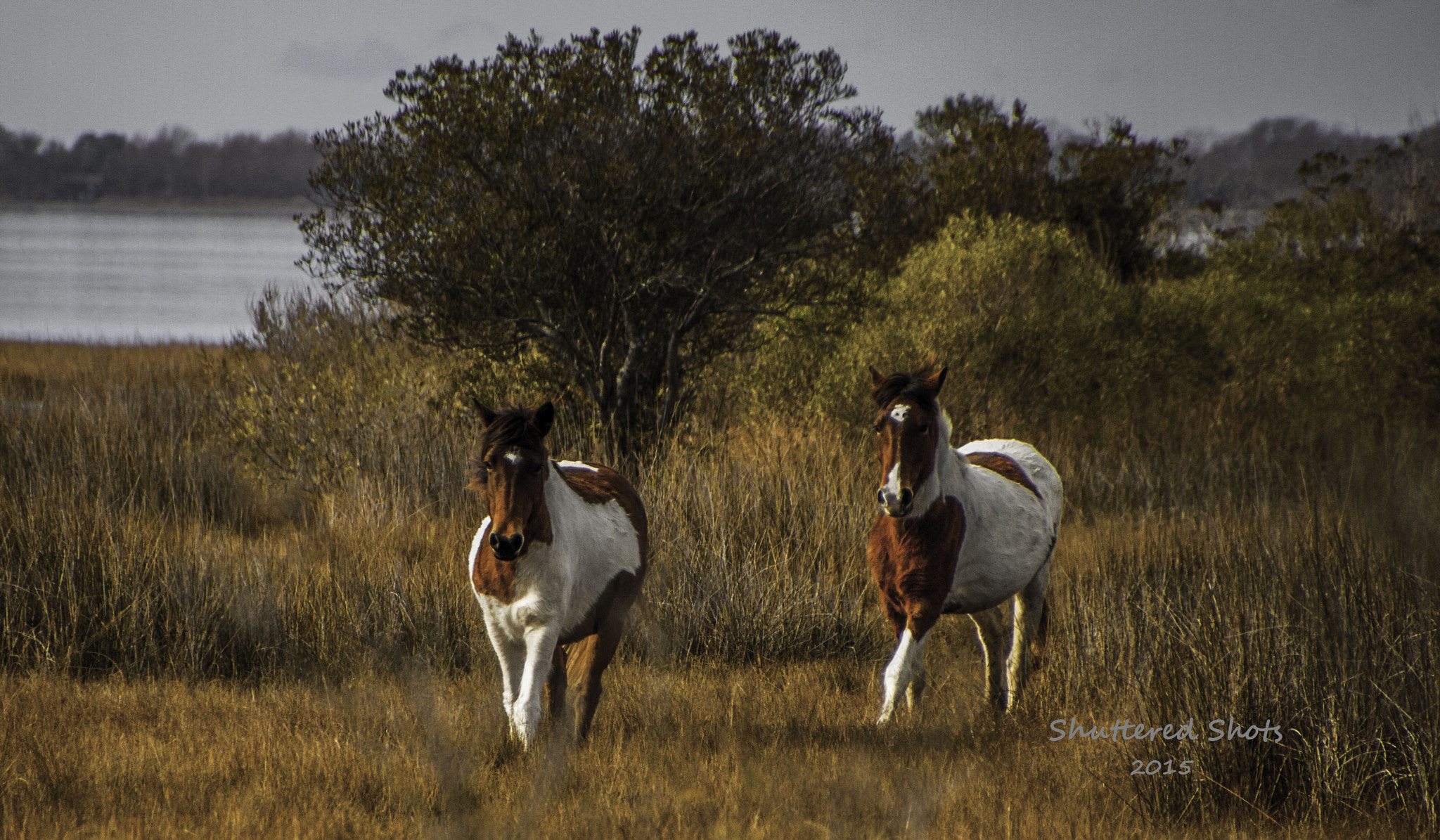 Canon EOS 500D (EOS Rebel T1i / EOS Kiss X3) sample photo. Assateague ponies 2 photography