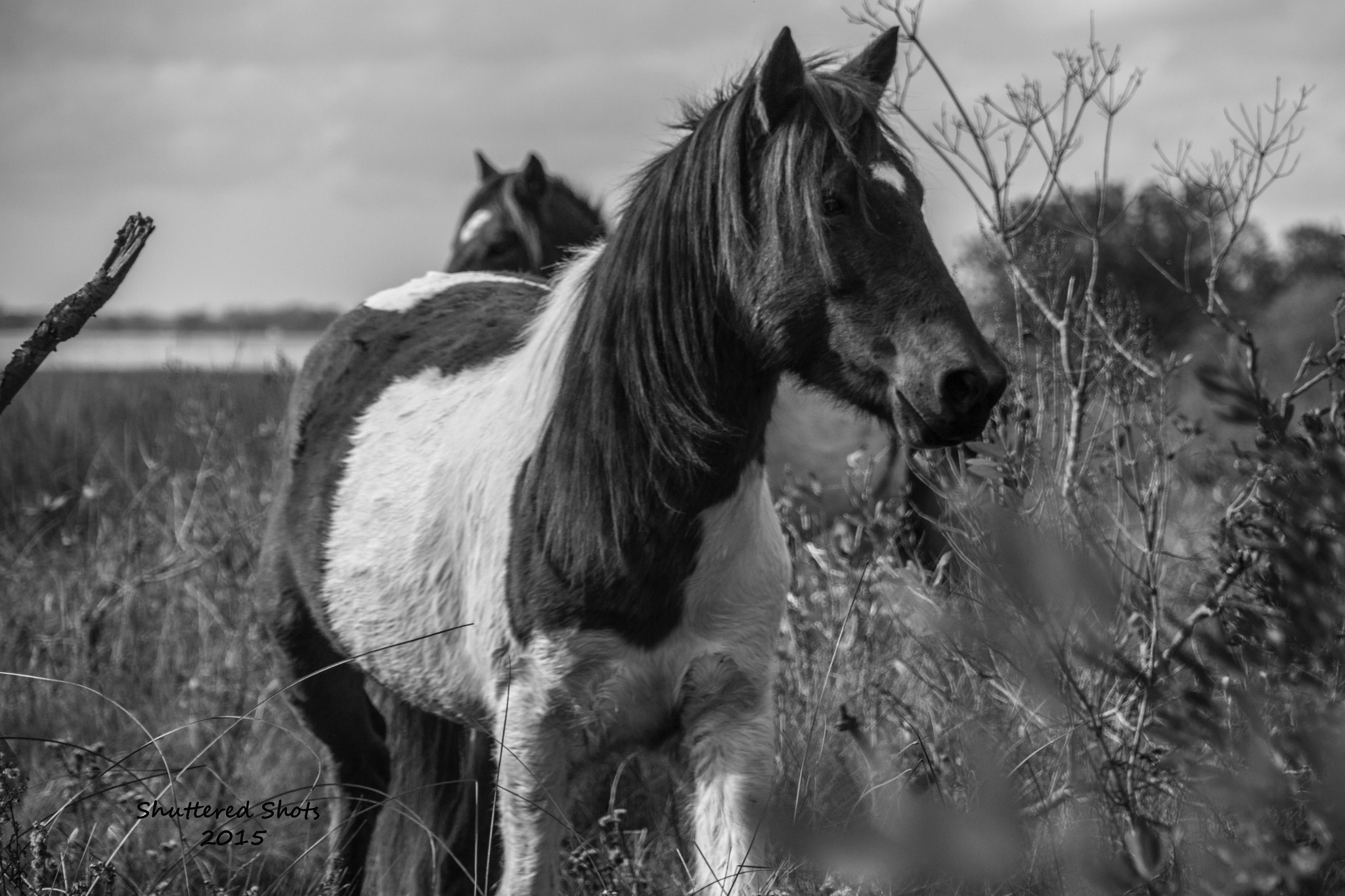Canon EOS 500D (EOS Rebel T1i / EOS Kiss X3) sample photo. Island ponies photography