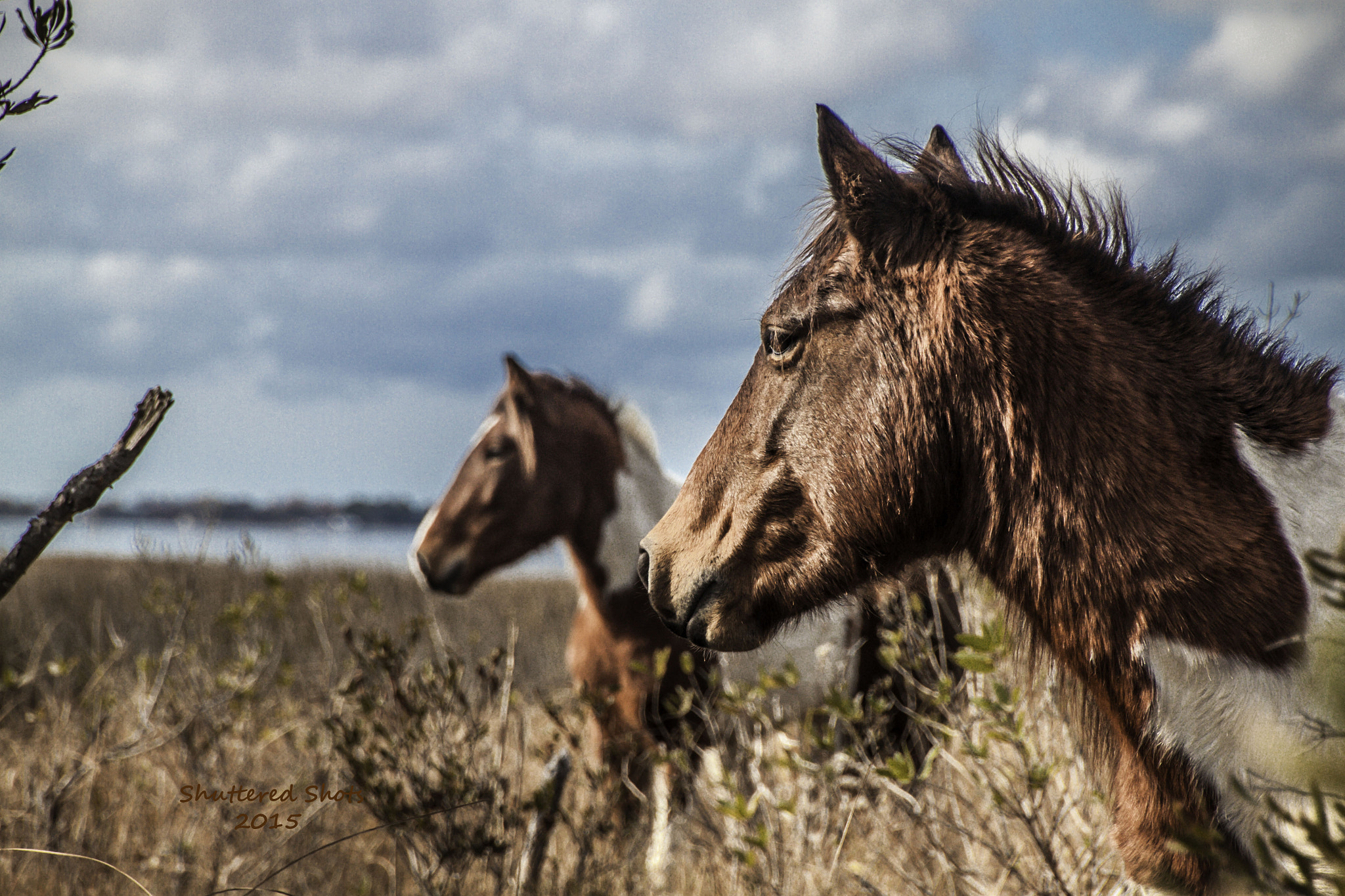 Canon EOS 500D (EOS Rebel T1i / EOS Kiss X3) sample photo. Pony posing photography