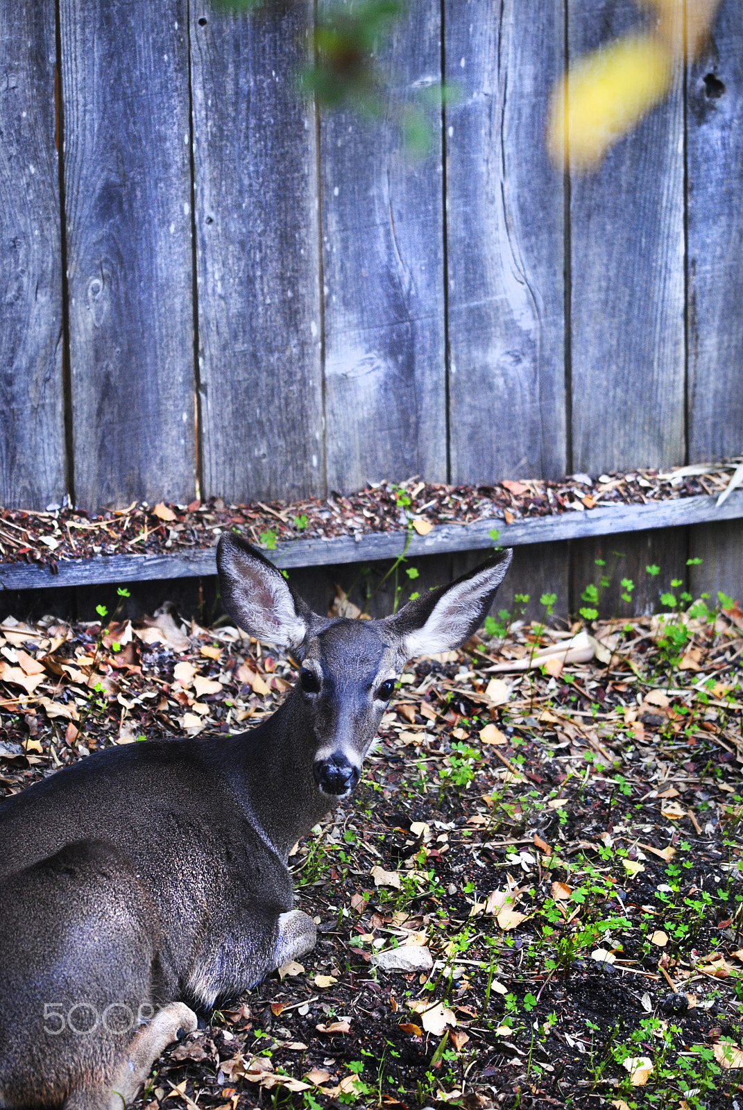 Sigma 105mm F2.8 EX DG OS HSM sample photo. A new year deer photography