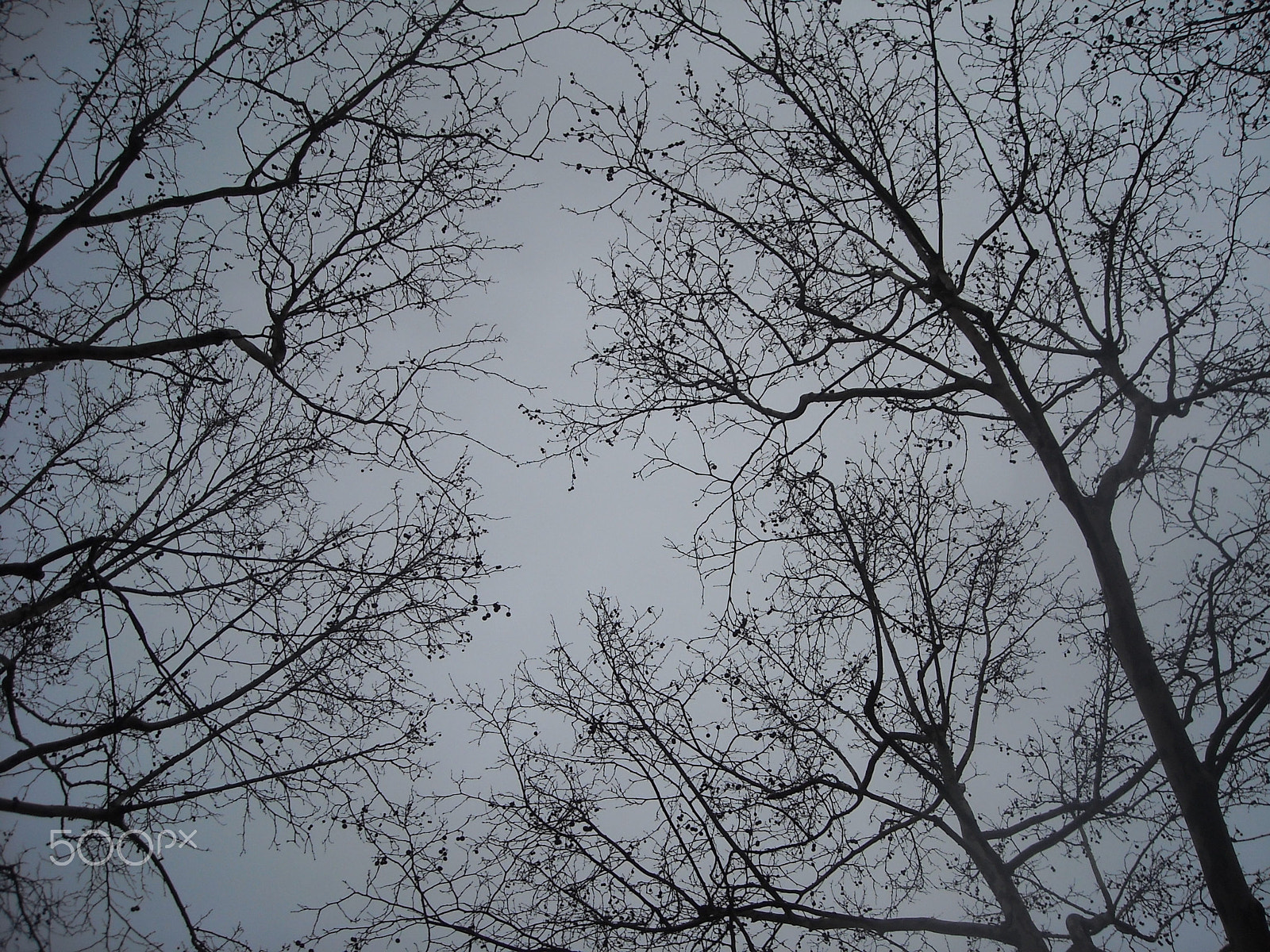 Nikon Coolpix L16 sample photo. The trees and the sky photography