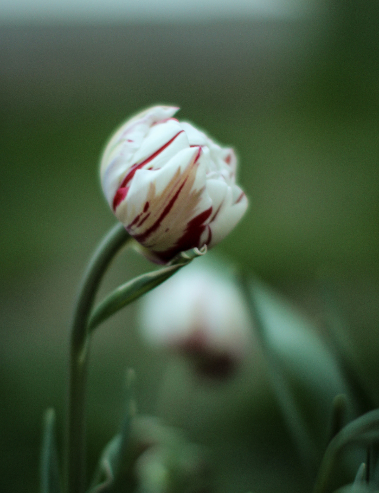 Canon EOS 600D (Rebel EOS T3i / EOS Kiss X5) + Canon EF 50mm F1.2L USM sample photo. Reverente photography