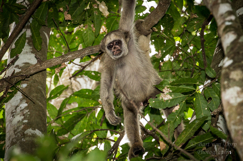 Muriquidonorte / Northern muriqui (Brachyteles hypoxanthus) by Bart
