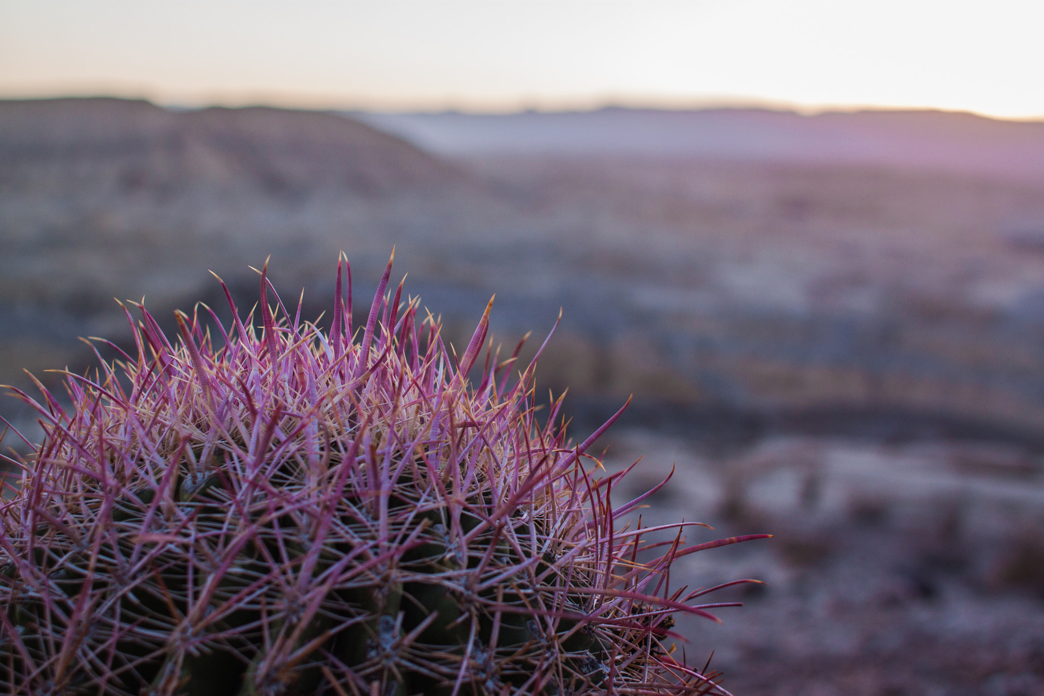 Canon EF 28mm F1.8 USM sample photo. Anza-borrego state preserve photography