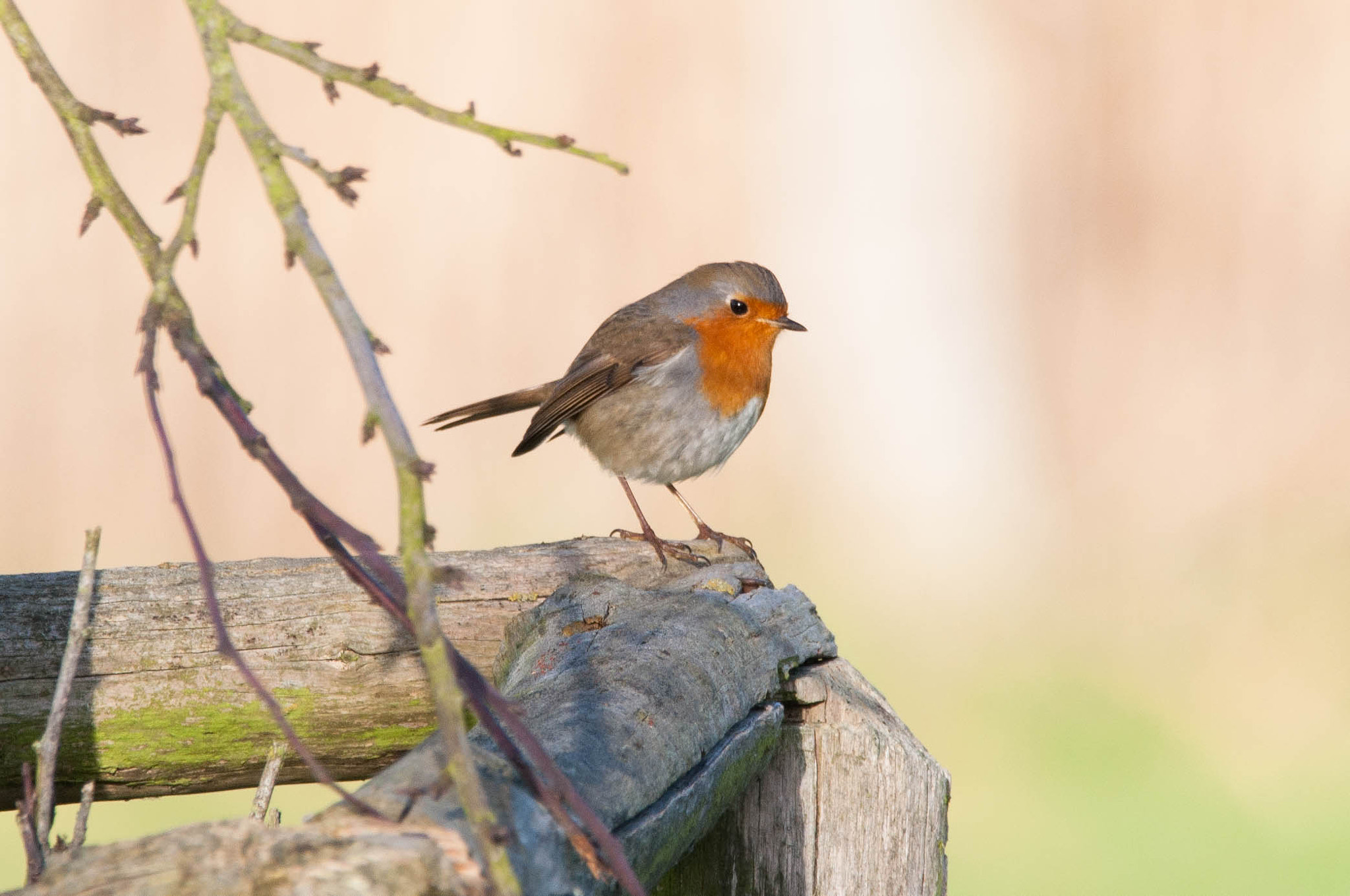 Sigma 150-600mm F5-6.3 DG OS HSM | C sample photo. Roodborstje photography
